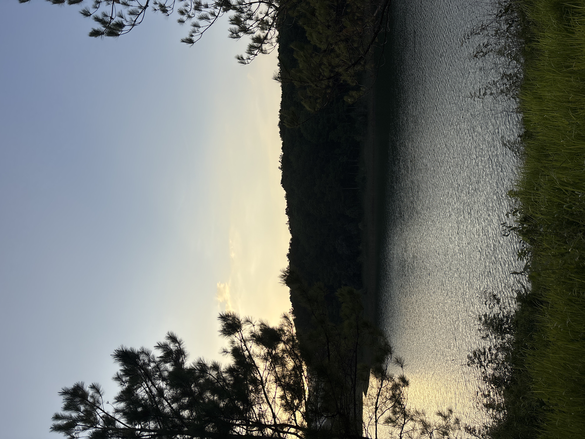 The image shows a tranquil lake scene at dusk, framed by pine trees on either side. The sky is a gradient of pale blue to light yellow near the horizon, suggesting the last light of sunset or the first light of dawn. A dense, dark green forest covers the distant hills across the lake. The water's surface is rippled, reflecting the muted colors of the sky and the dark silhouette of the trees. In the foreground, lush green grass and some smaller plants grow along the edge of the lake. The overall impression is one of natural beauty and serenity. This scene is likely located at Xuan Huong Lake in Da Lat, Vietnam, a popular spot known for its pine-fringed shores and picturesque landscape, especially during twilight. There are no people or specific actions depicted in the image.