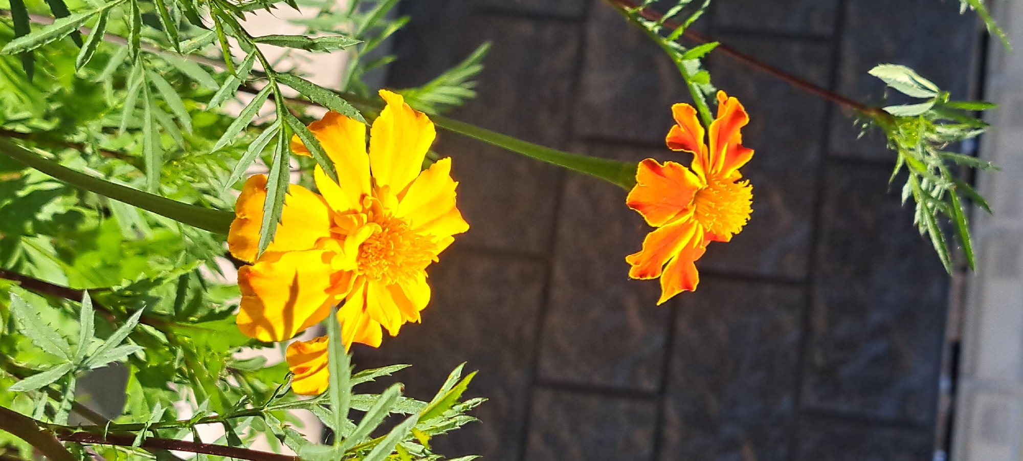 Two marigold flowers are in focus in the foreground. The lower flower is a vibrant yellow, and the upper flower is a mix of orange and yellow. Both flowers have intricate, layered petals. Lush green foliage surrounds the flowers. In the background, a wall constructed of grey bricks is visible, with a slight blur due to the shallow depth of field. The scene appears to be an outdoor garden setting. The image does not depict any people or specific actions. The location is identified as Bash-Kaiyndy, Kyrgyzstan.
