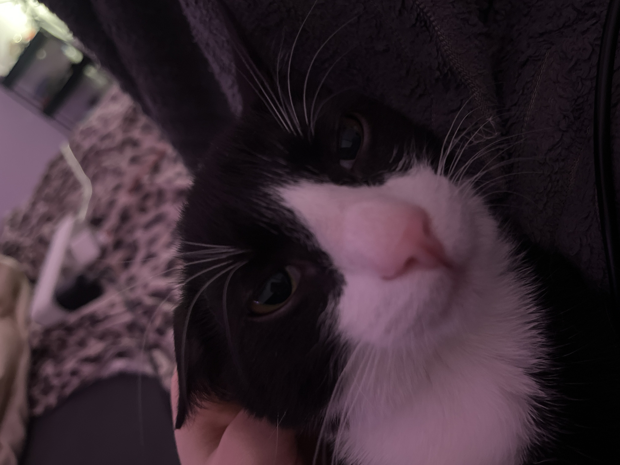 A close-up shot depicts a black and white cat with a pink nose, nestled against a person wearing a dark gray fleece jacket. The background includes a blurry pattern possibly from a blanket or furniture. The location, Saint Petersburg, Russia, cannot be determined from the available visual information.