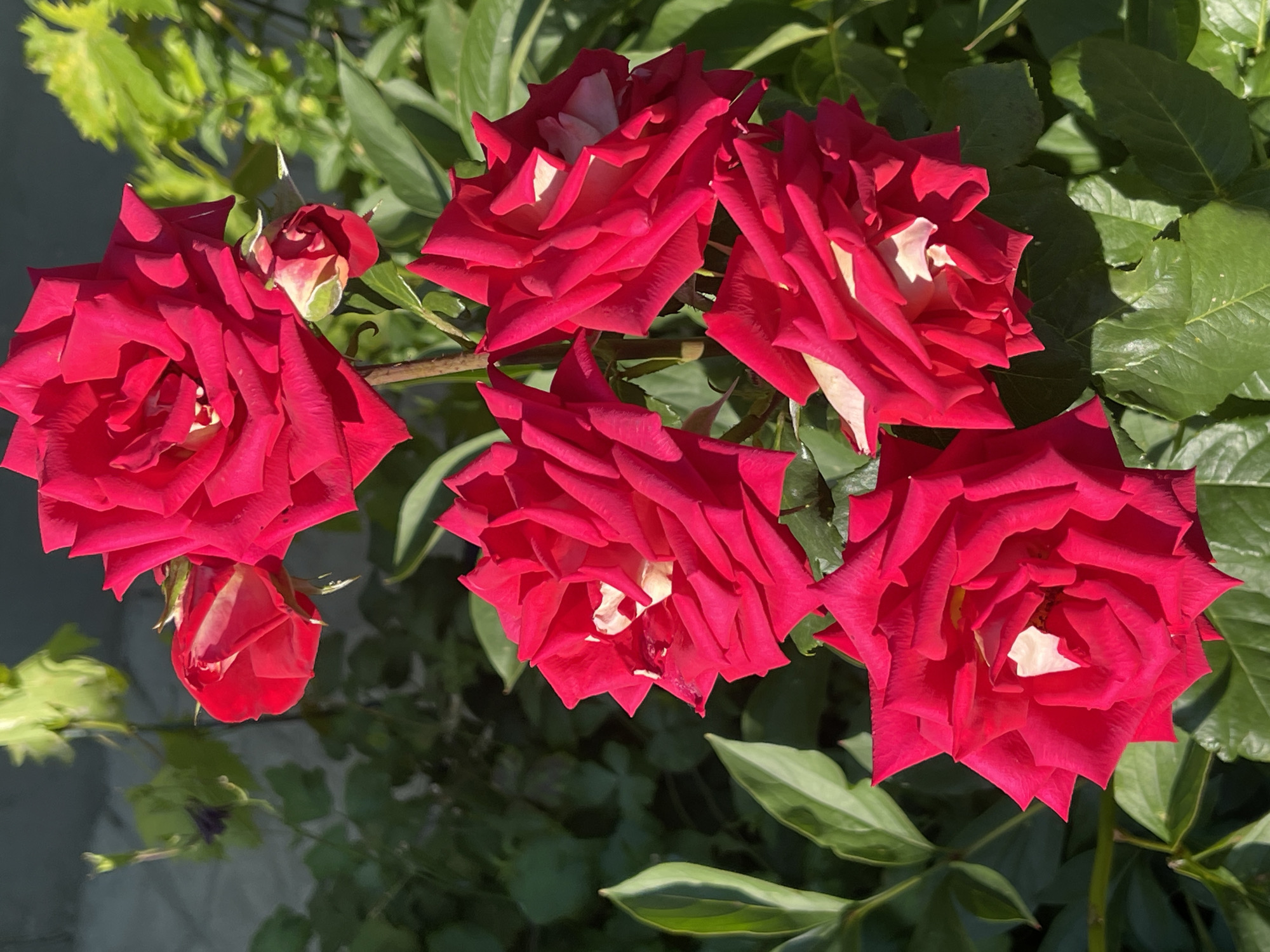 A close-up, sunlit, eye-level shot features a cluster of five vibrant red roses, with some of their inner petals showing a creamy white hue. The roses are in full bloom, with their petals unfurled and layered. One rosebud, still partially closed, is visible to the left. The roses are set against a backdrop of lush, dark green foliage. The lighting suggests it is a bright, sunny day, casting shadows and highlighting the textures of the rose petals and leaves. The scene appears to be outdoors, likely in a garden or park, given the presence of blooming flowers and abundant greenery. The image evokes a sense of natural beauty and the warmth of summer. No people or text are visible in the media. The location context is Donskoye, Russia.