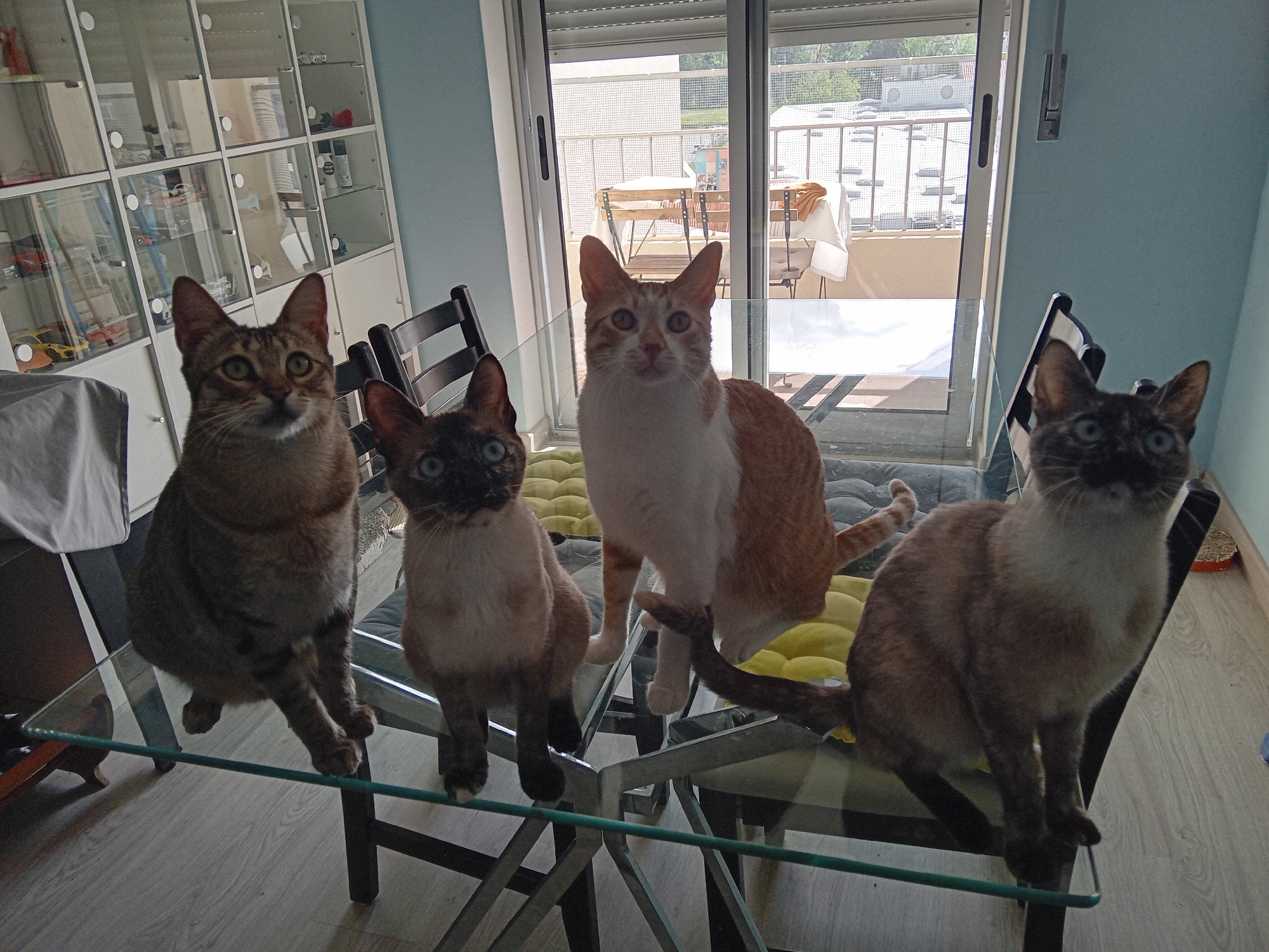 Four cats are sitting on a glass-topped table with a metal frame. The cat on the left is light brown tabby. To its right is a Siamese cat. In the middle is a ginger and white cat. On the right is a Siamese cat, turned towards the right. The cats are positioned in front of a glass door with a balcony and a view of other buildings. A white cabinet with glass doors is to the left, and a light blue wall is to the right.