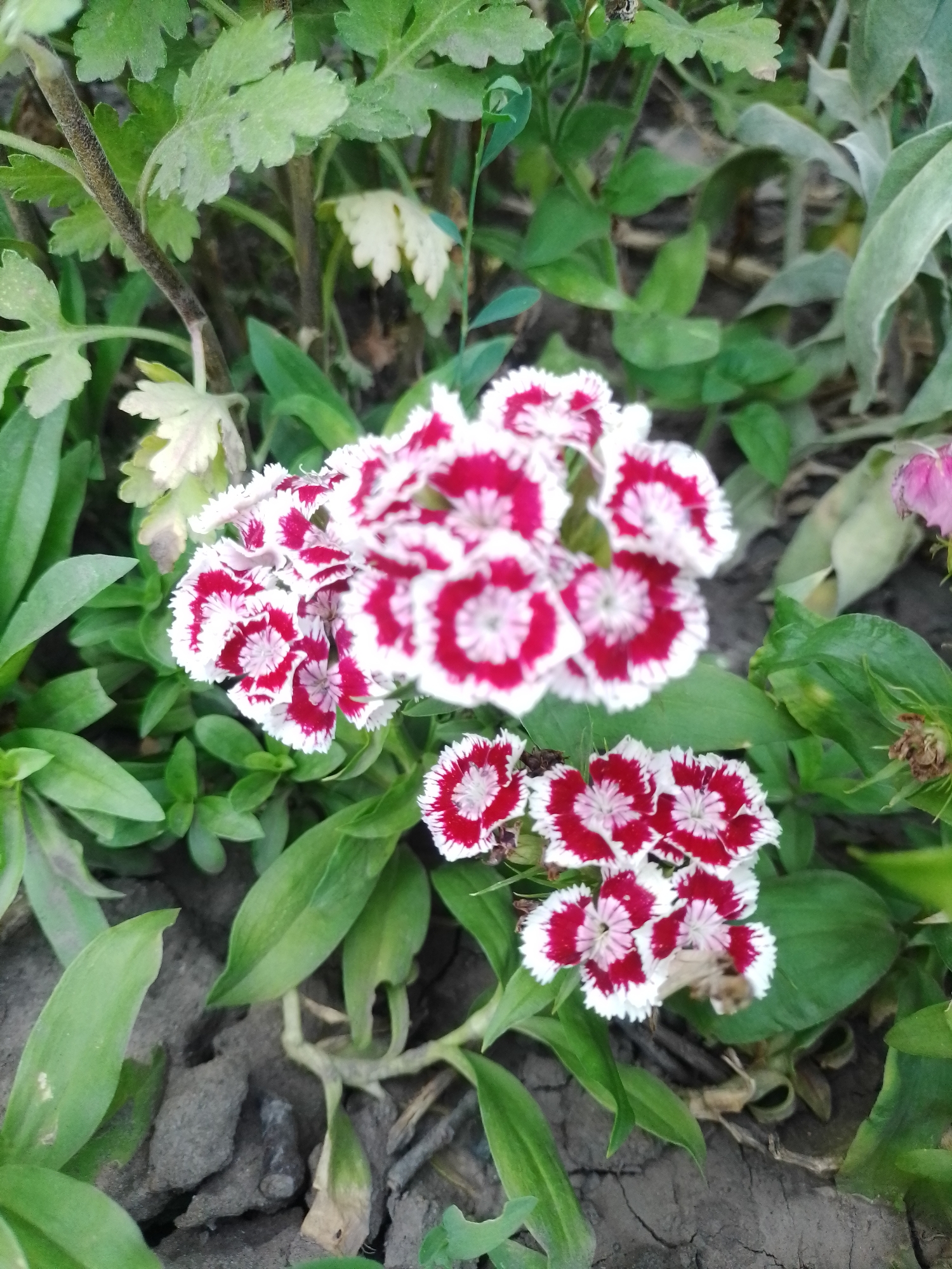 In Ustyvytsia, Ukraine, a close-up, slightly overhead shot captures a cluster of delicate red and white carnation flowers. The petals are serrated, with a deep red center fading to white at the ruffled edges. The flowers are arranged in two main groupings, one larger cluster of several blooms and a smaller cluster below it. Surrounding the flowers are various green leaves of different shapes and sizes, some broad and smooth, others more textured. The background consists of dark soil, interspersed with small stones and dried plant matter. The lighting suggests it is daytime, with the sun illuminating the flowers and leaves, creating soft shadows.