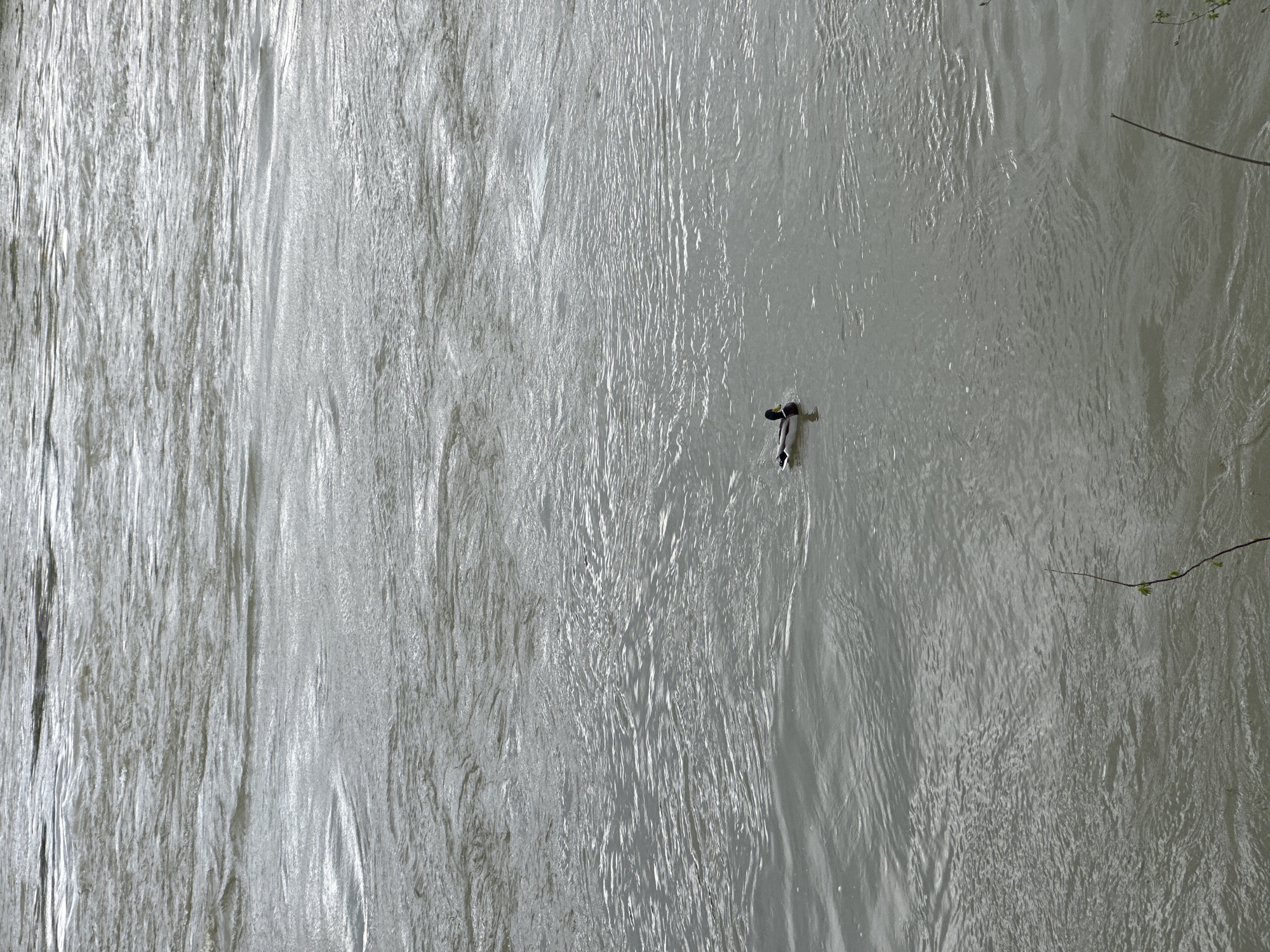 The image depicts a gray, turbulent river, likely in an urban setting, with a single individual diving into the water. The person's body is oriented vertically, with their head pointing downwards, suggesting a diving motion. The river's surface has numerous ripples and disturbances, indicating a strong current or recent activity. A slender tree branch with a few small green leaves extends into the frame from the upper right corner, adding a natural element to the scene. While the image hints at a location in City of Zagreb, Croatia, it lacks specific landmarks for confirmation.
