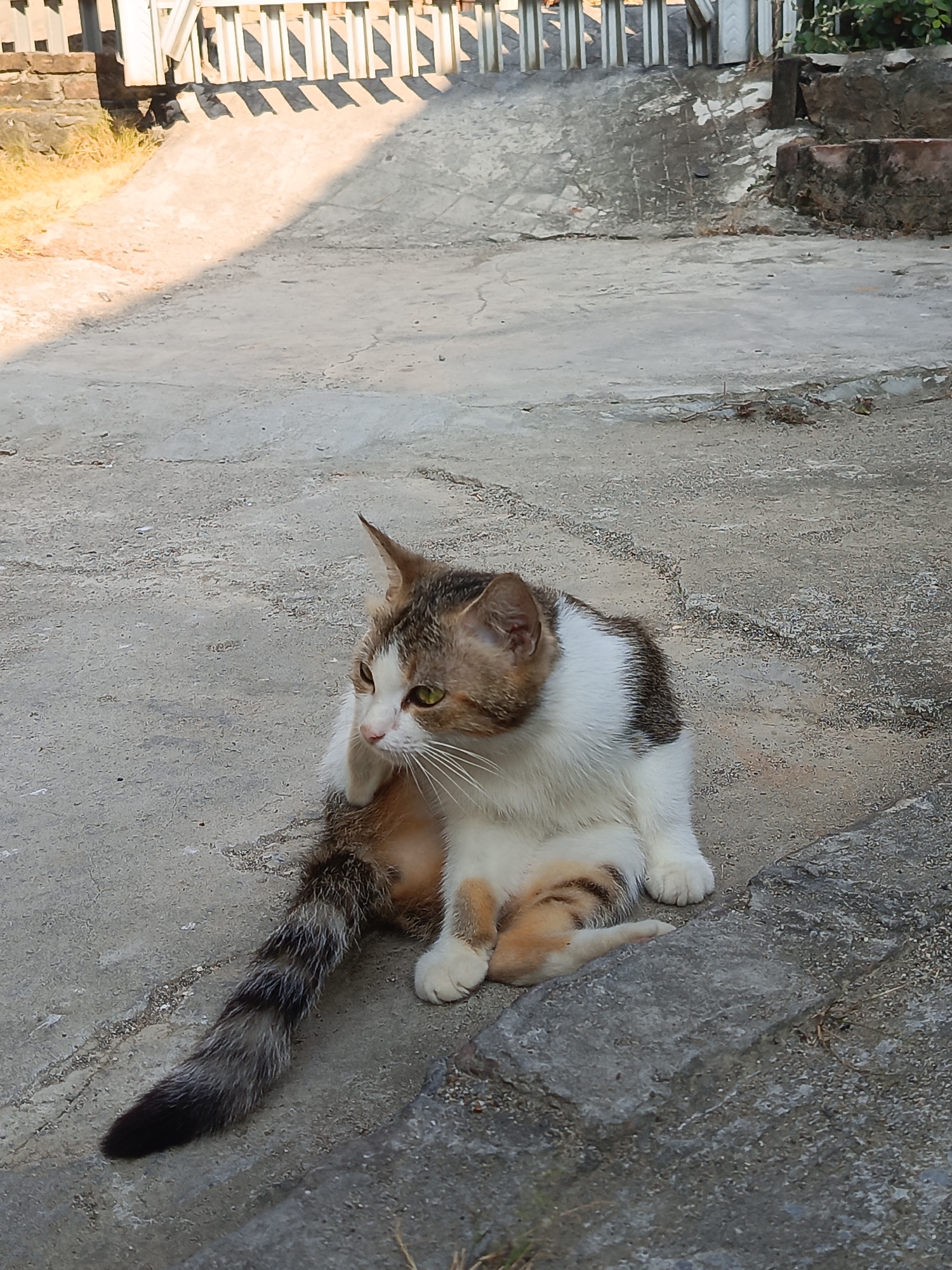 A calico cat is sitting on a cracked concrete surface in what appears to be Arateng, Indonesia. The cat is mostly white with patches of brown and black. Its tail is bushy and has a striped pattern. The cat is positioned with its back to the viewer and is looking over its left shoulder. In the background, there is a white fence and some overgrown vegetation. The ground is covered in concrete and there are some scattered rocks. The scene is lit by natural sunlight, casting shadows across the ground.