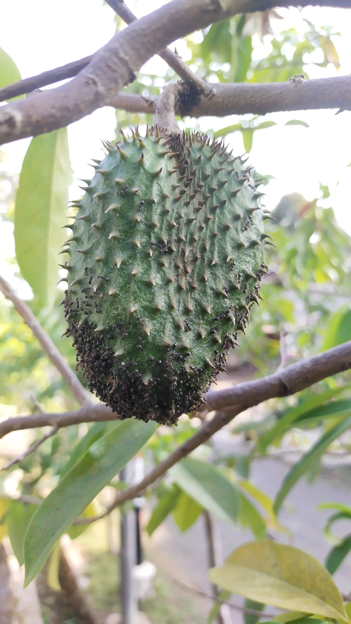 A close-up shot shows a green, spiky fruit hanging from a branch, with numerous small black ants crawling on its surface, particularly concentrated at the bottom. The fruit appears to be a soursop, also known as guanábana or graviola. The branch it hangs from is rough and brown, with smaller twigs and leaves also visible in the background. The environment suggests an outdoor setting, likely a garden or orchard. The scene is captured in Klungkung, Indonesia.