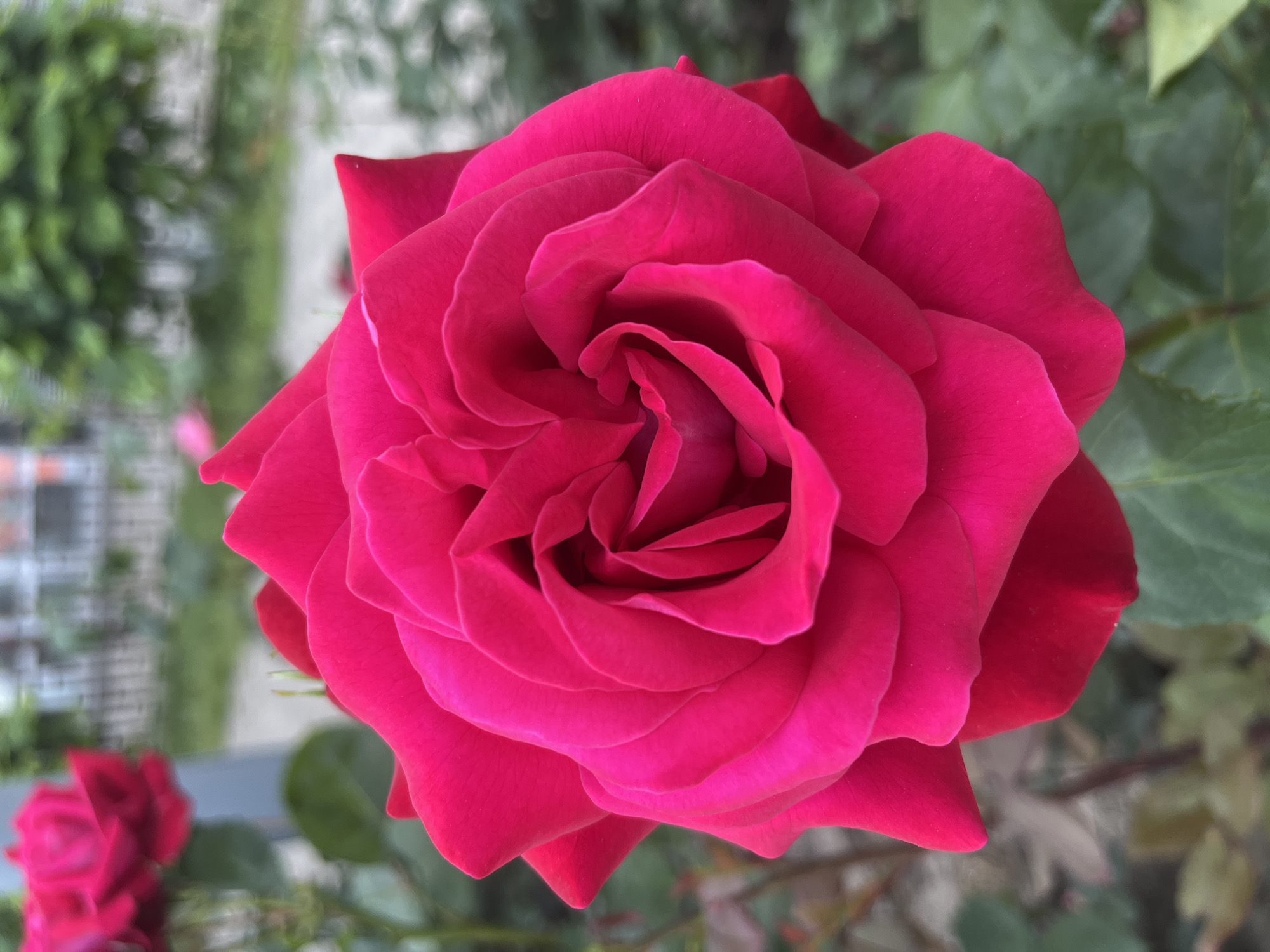 A close-up, high-resolution photographic image captures a single, vibrant fuchsia-colored rose in full bloom, occupying the majority of the frame. The rose features numerous, tightly packed petals arranged in a spiraling pattern, exhibiting deep magenta hues with subtle variations in shade and texture due to the interplay of light and shadow within its folds. The petals appear soft and velvety. The background is rendered with a shallow depth of field, resulting in a soft, out-of-focus effect. To the upper left, a second, indistinct fuchsia rose is partially visible. The remainder of the blurred background consists of muted green foliage, indistinct light-colored ground, and faint outlines of distant, out-of-focus urban or architectural elements, such as fences or buildings. The scene is illuminated by natural, soft light, suggesting an outdoor environment like a garden or park. No people, discernible actions, or overt interactions are present. The scene is located within the city of Krasnodar, Russia.