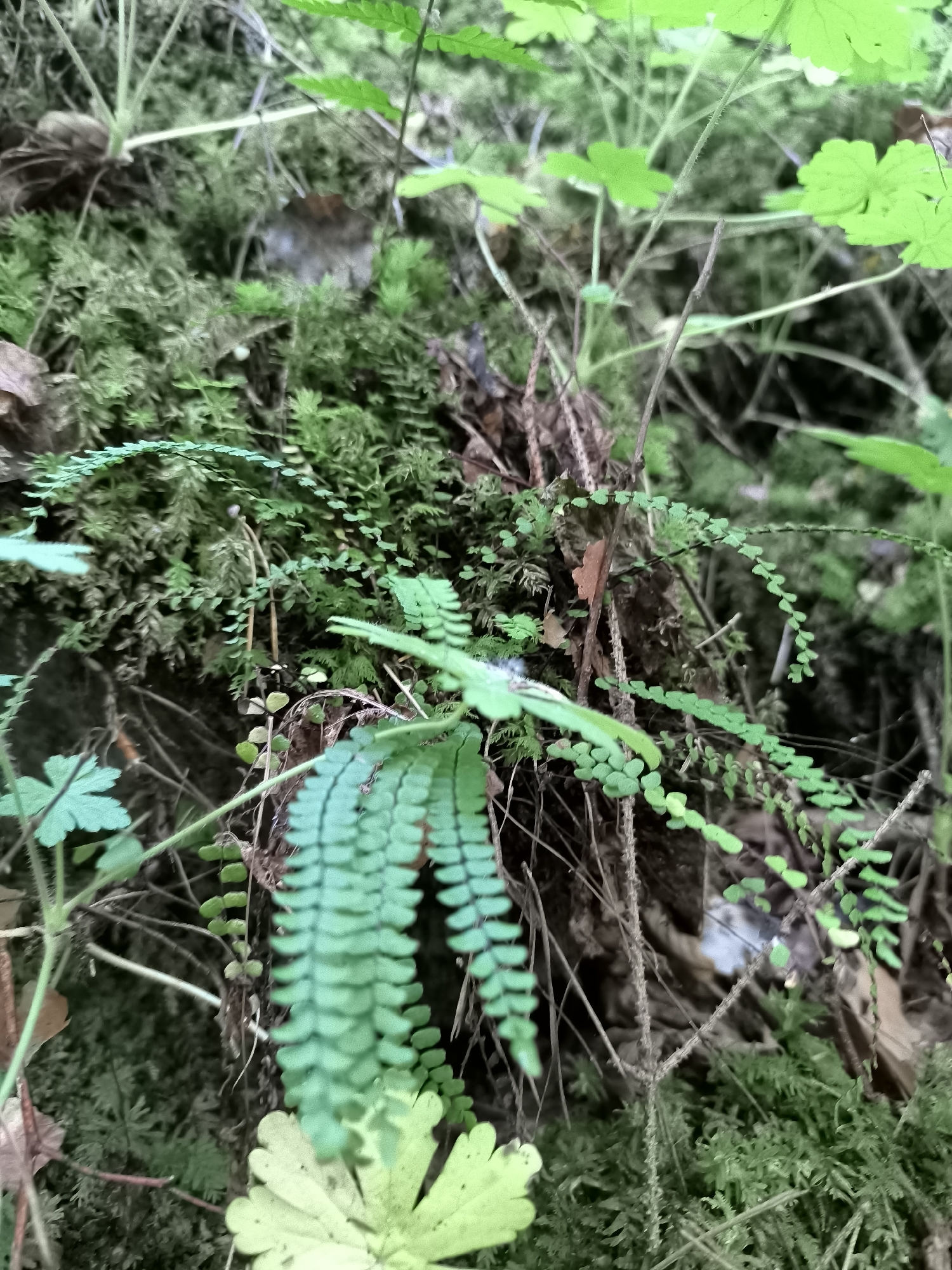The image depicts a close-up view of a moss-covered tree trunk in the natural environment of Kovachevitsa, Bulgaria. Various green plants, including ferns and small-leaved vines, are growing on and around the trunk. The overall scene is lush and verdant, suggesting a damp, shaded forest floor. No people or animals are visible in the frame. The lighting is diffuse, indicating an overcast day or deep shade. The focus is on the intricate details of the plant life and the texture of the moss.