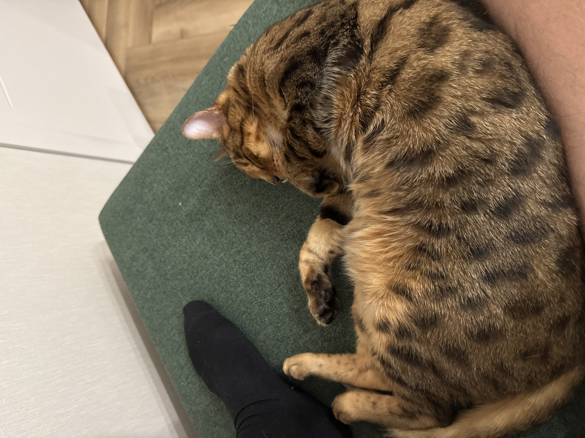 A Bengal cat with distinctive golden-brown fur and dark rosetted markings is captured resting peacefully on a dark green fabric surface, likely a cushion or sofa. The cat is curled up with its head tucked in and eyes closed, indicating it is asleep or deeply relaxed. Its front paws are tucked beneath its chest, and its hind paws and tail are also visible, completing its compact, curled posture.
Adjacent to the cat, the lower portion of a human leg and foot, wearing a plain black sock, is visible. This suggests a person is sitting or resting near the cat, possibly on the same piece of furniture, highlighting a moment of quiet companionship.
The background consists of light-colored indoor surfaces, including what appears to be a light wooden or tiled floor on the left, next to a pale, possibly white, panel or wall section. The lighting is soft and ambient, suggesting an indoor setting. The image evokes a sense of calm and comfort between the pet and its human companion. No text is visible in the image.