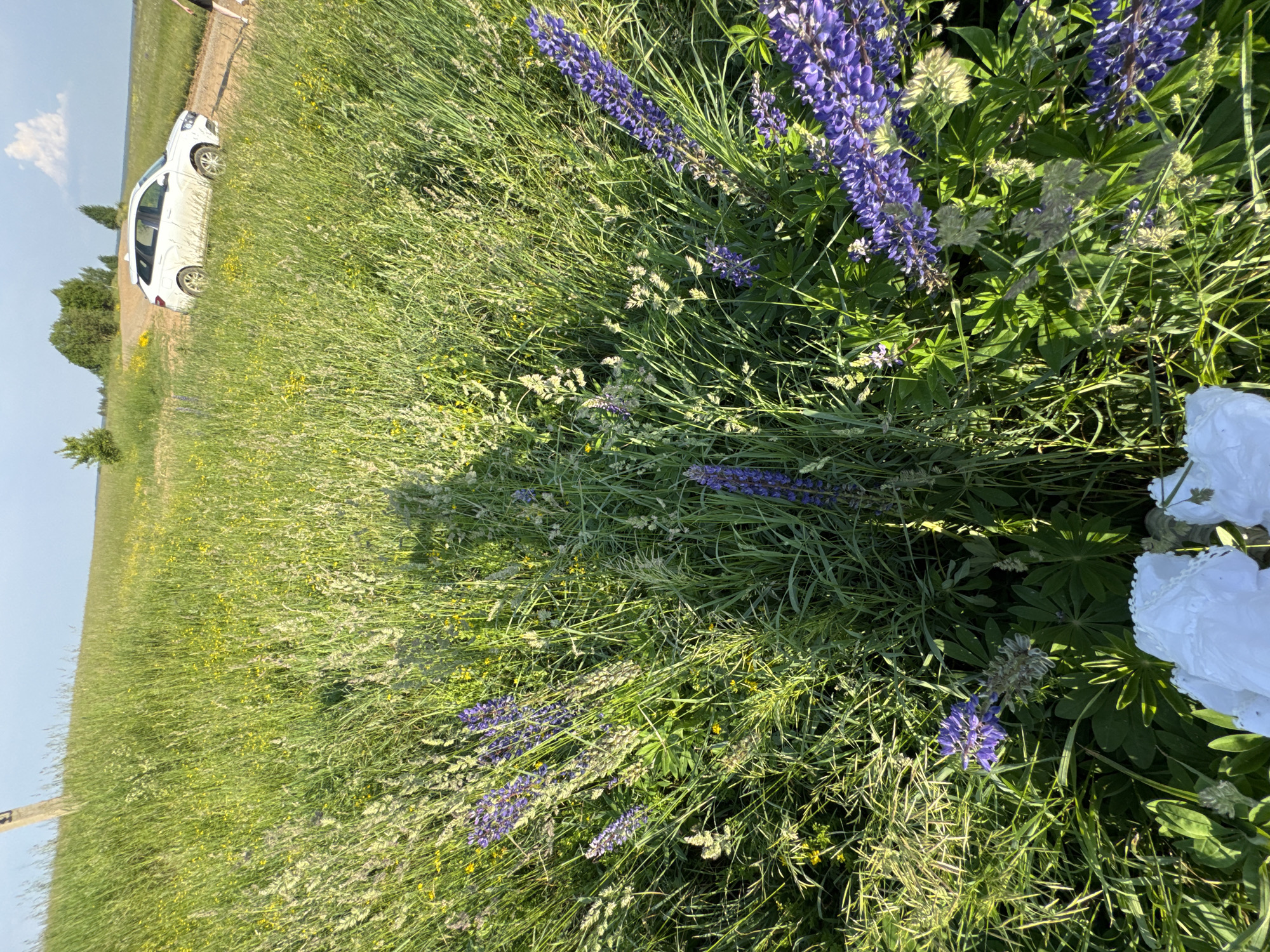 In the city of Van'ki, Russia, a bright summer day is captured in a wide-angle photograph of a grassy field. The foreground is dominated by lush green grass and a cluster of vibrant purple lupine flowers. In the middle ground, a dirt road winds through the field, and a white station wagon is parked beside it. The background reveals a vast expanse of green fields stretching towards the horizon under a clear blue sky with a few wispy clouds. A shadow of a person is visible on the grass in the middle ground, suggesting their presence just out of frame. The overall scene evokes a sense of natural beauty and a peaceful rural setting.