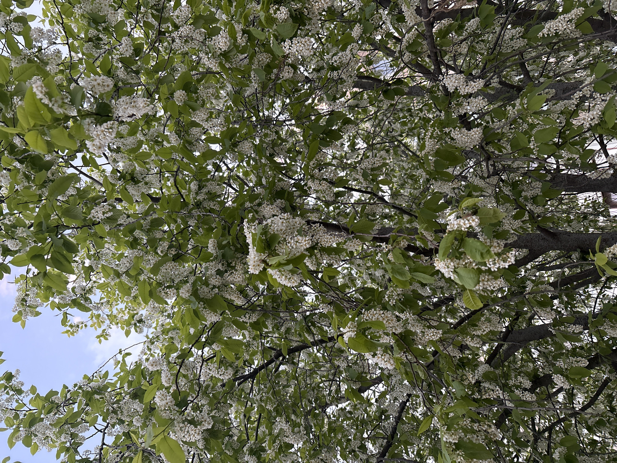 The image shows a view looking up into a tree with white flowers and green leaves. The sky is visible in the upper left corner, with a pale blue hue. The branches of the tree are dark and spread out, densely covered with clusters of small white blossoms and green leaves. The photo was taken in Chaikovsky, Russia.