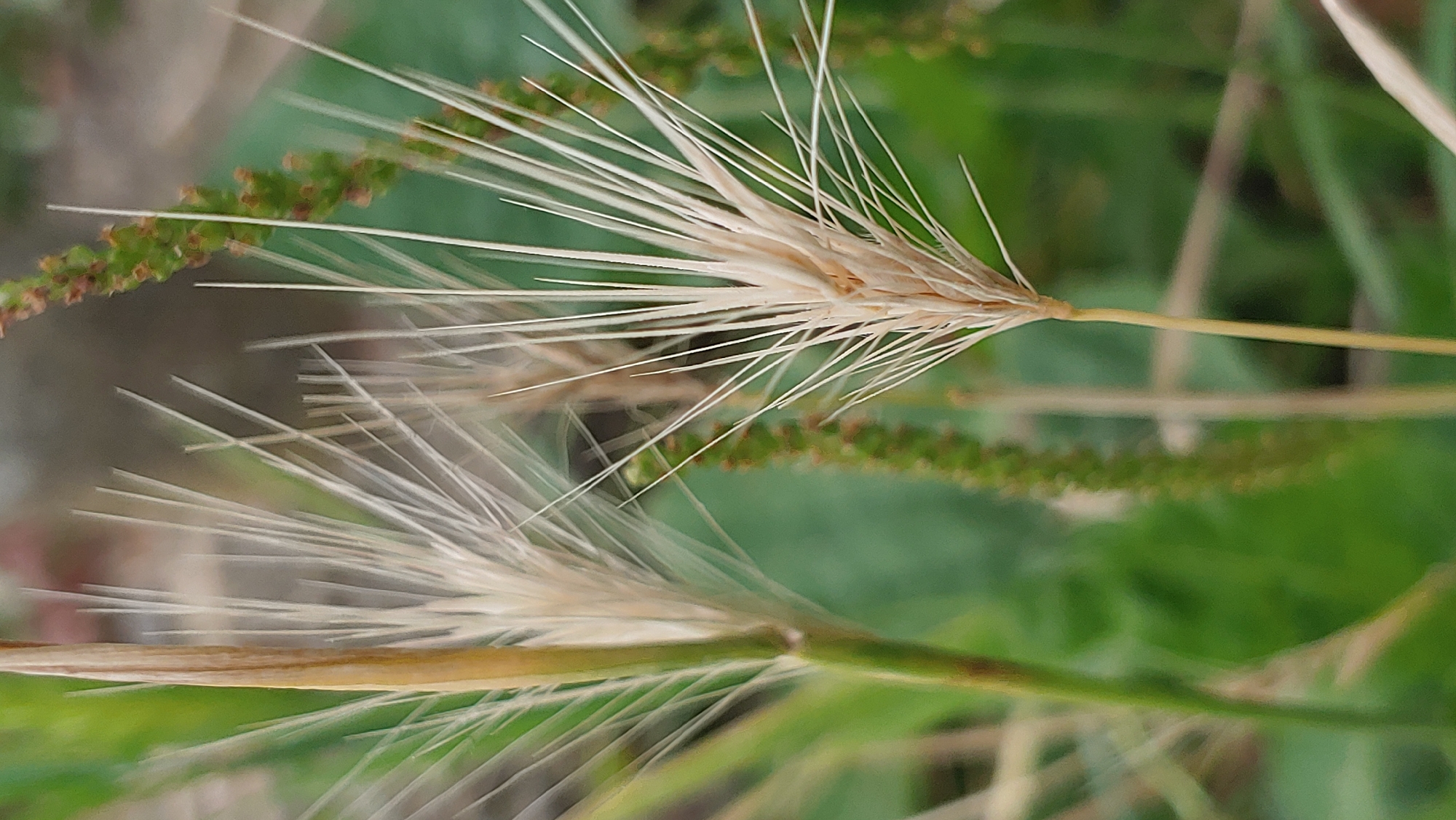 The image is a close-up, vertically oriented shot of dry grass seed heads, likely taken outdoors in a natural setting. The foreground features two prominent seed heads with long, thin, straw-colored awns fanning out. One seed head is on the left, partially obscured by a thick, dry stalk. The other is more centrally located and in sharper focus, its awns radiating outwards. Behind these, a blurred green background suggests foliage. A green, spike-like plant structure with small reddish-brown buds is visible in the mid-ground, adding texture and color contrast. The overall lighting is soft, and the shallow depth of field blurs the background, drawing attention to the delicate details of the grass. There is no indication of the city of Mukachevo, Ukraine in the image.