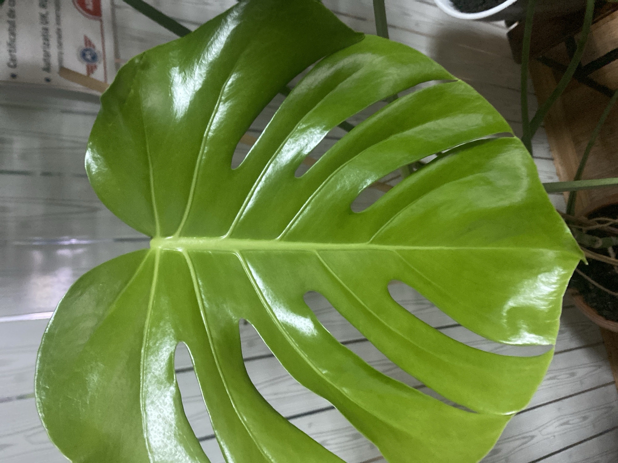 The image is a close-up shot of a large, glossy, green Monstera plant leaf. The leaf is the dominant element, filling most of the frame, and displays characteristic fenestrations (slits). The background is blurred, but appears to be an indoor setting with a light-colored, wood-paneled wall. There are some faint, out-of-focus labels or signs visible on the wall to the right of the leaf, suggesting a commercial or administrative environment. The lighting is bright, highlighting the sheen of the leaf. The plant appears healthy and well-maintained. There are no people visible in the image. The image does not contain any information that allows for the determination of its location within the city of Otaci, Moldova.