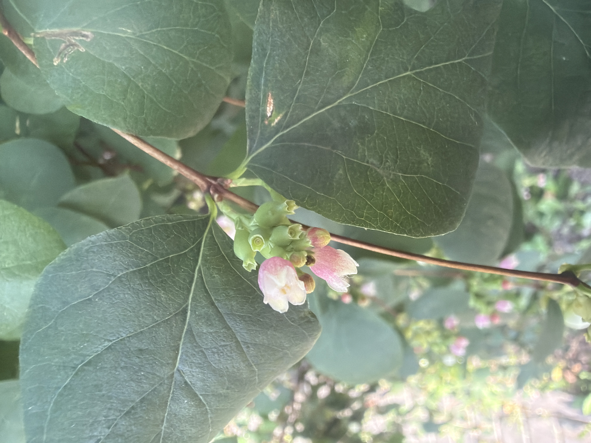 This is a close-up, eye-level outdoor photograph of a branch with leaves and small pink and white flowers. The leaves are a deep green with visible veins and are slightly out of focus. The flowers are clustered together, with some appearing more developed than others. The background is blurred, showing more green foliage and hints of pink flowers, suggesting a garden or natural setting. The lighting appears soft, possibly indicating an overcast day or shade. The specific location in the city of Kaliningrad, Russia cannot be determined from the image alone. There are no people or visible actions.