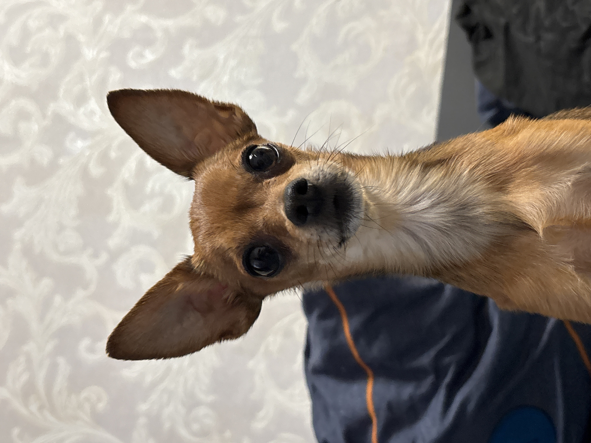 A close-up, head-on, slightly angled, portrait of a tan chihuahua dog. The dog's large, dark eyes are looking directly at the camera. Its ears are pointed and upright, with the left ear slightly closer to the camera. The dog's nose is dark and wet. The background is a white wall with a subtle embossed floral pattern. To the right of the dog, a dark blue fabric with orange trim is visible, possibly clothing or upholstery. The lighting appears to be indoor, with a soft, diffused light. The image is shot from a low angle, making the dog appear larger and more prominent. There is no visible text in the image. The overall mood is one of curiosity and alertness from the dog. The location context of Chaikovsky, Russia, suggests an indoor domestic setting.