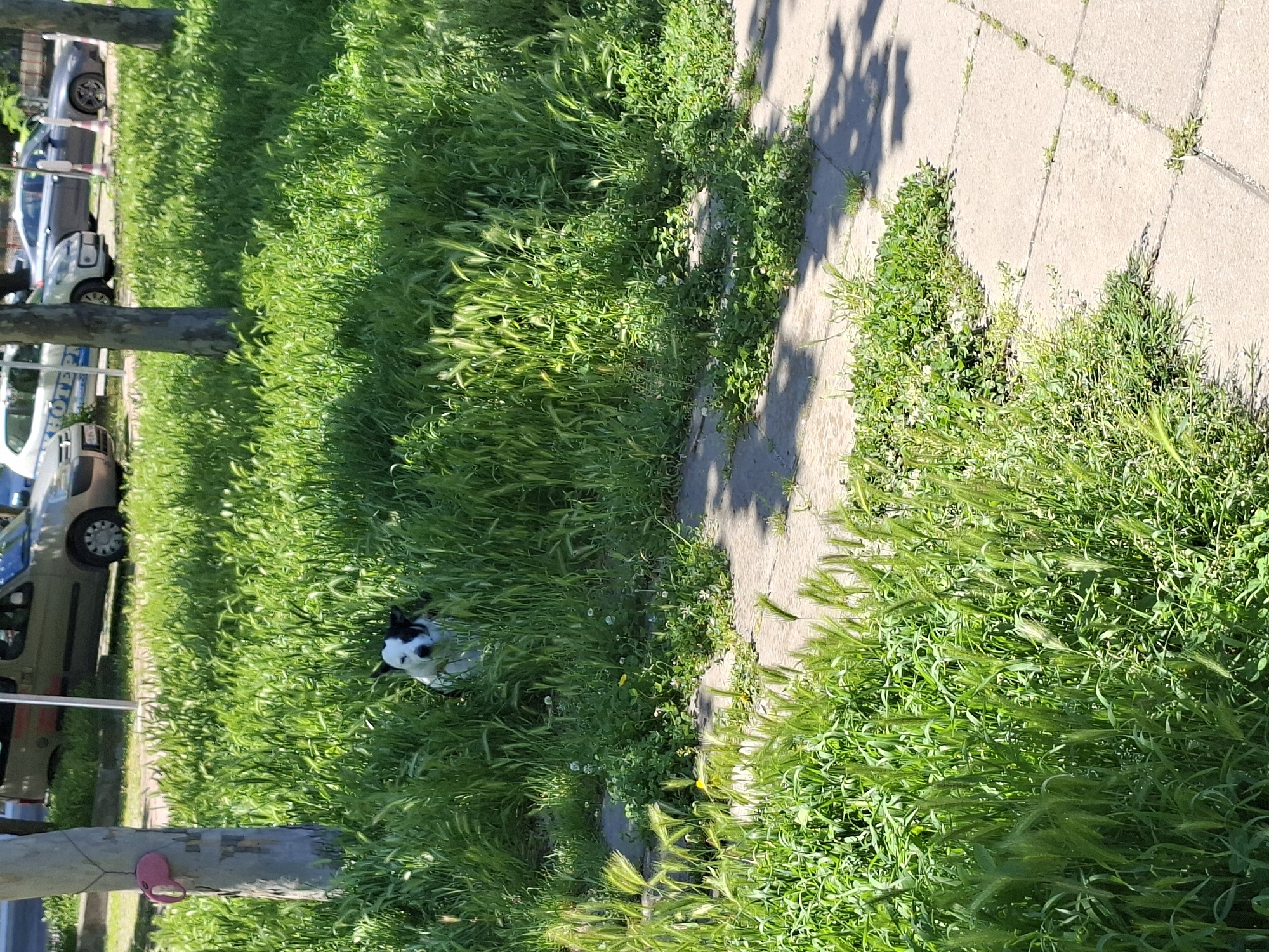 The image depicts a sunny day in Plovdiv, Bulgaria. A sidewalk is visible on the right side of the image, casting shadows from a tree. Lush, green grass grows adjacent to the sidewalk. In the grass, partially concealed, is a black and white dog. Several parked cars are visible along the left side of the frame, parallel to the grass. A tree trunk is located on the bottom left, with a pink sandal hanging on it.