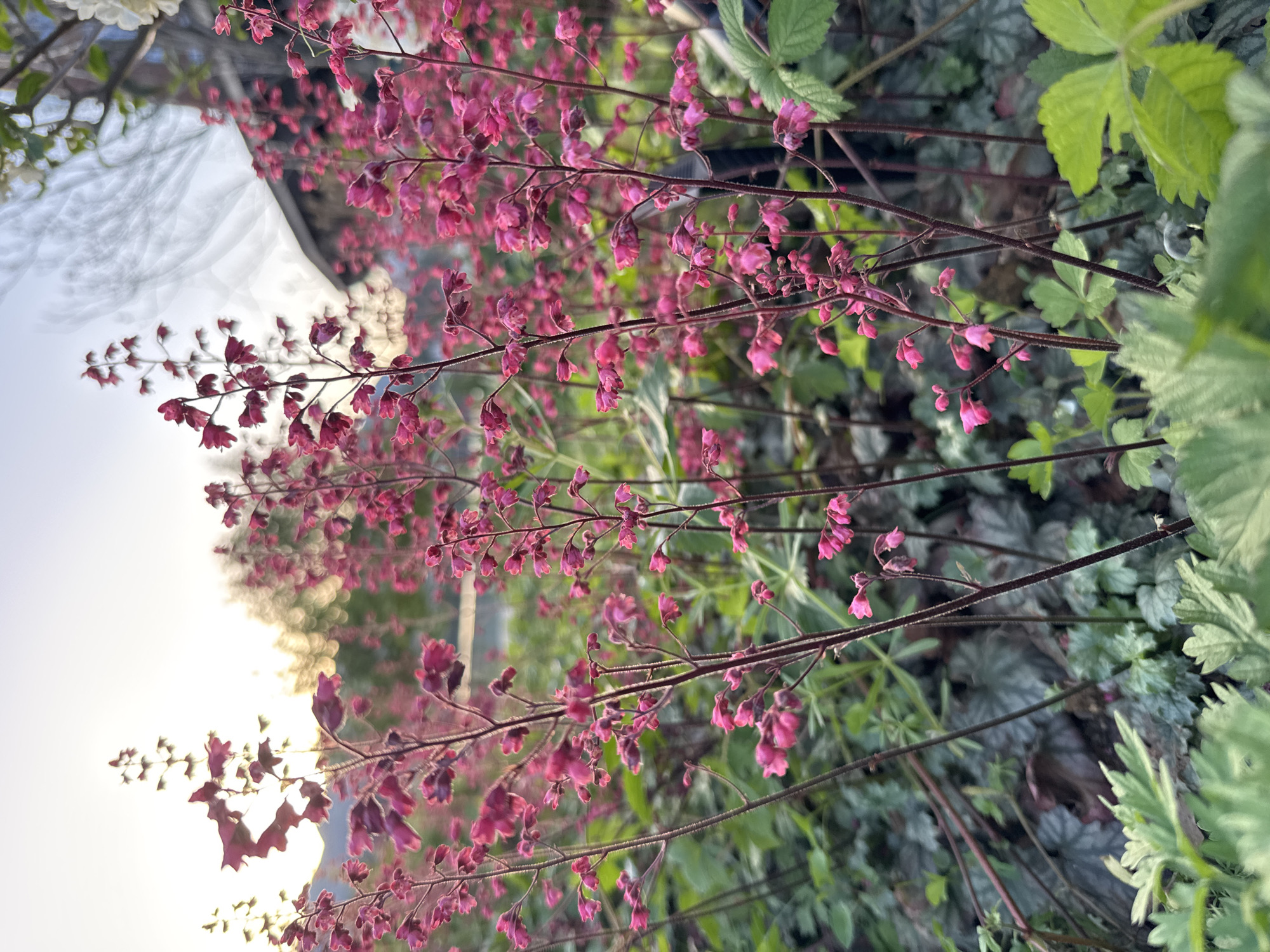 The image shows a close-up of pink flowering plants, likely heuchera or coral bells, intermixed with other greenery. The background is blurred, but reveals a sky area. The location is not discernible from the image. There are no people depicted.