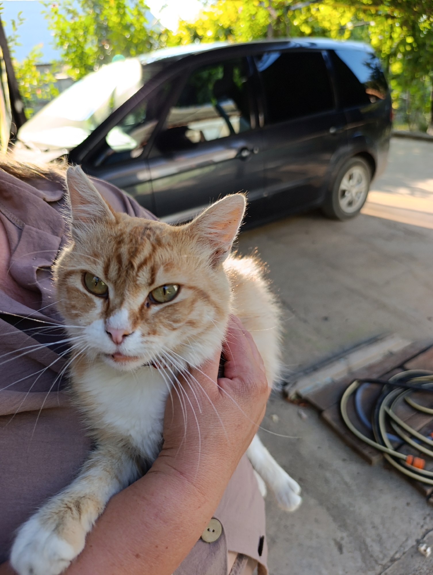 A person is holding a ginger and white cat in front of a dark gray minivan in Roghi, Moldova. The cat is looking at the camera with green eyes and a slightly open mouth. The person is wearing a tan shirt. The background shows trees, a driveway, and coiled hoses. The lighting suggests it is daytime.