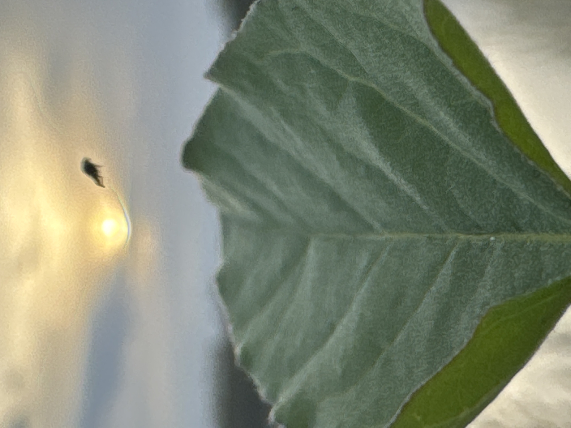 The image shows a close-up of a green leaf with visible veins and a slightly serrated edge. The leaf is partially in focus, with a blurred background showing a shiny or reflective surface. A small, dark object, possibly an insect, is visible against the bright background. The image does not contain information about the city of Chaikovsky, Russia.