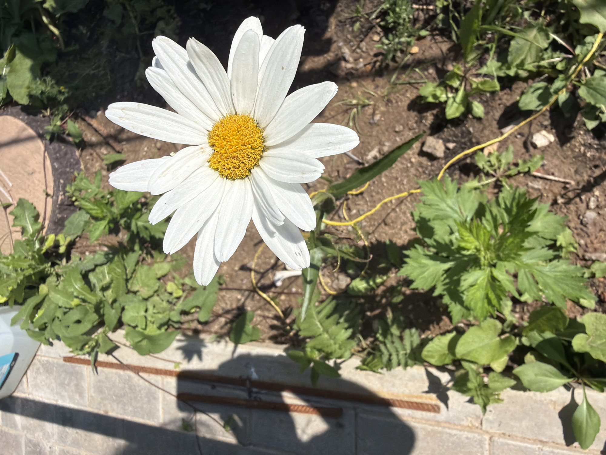 In a garden bed in Gribki, Russia, a close-up shot focuses on a white daisy with a bright yellow center. The daisy's petals are broad and slightly uneven, with some showing subtle brown speckles. The flower is surrounded by various green plants, some with lobed leaves and others with simpler, oval shapes. A thin, yellow string or wire is visible near the base of the daisy, curving through the soil and past some of the foliage. The ground beneath the plants appears to be a mix of soil and small stones. To the left of the garden bed, a paved area, possibly a pathway or patio, is visible with rectangular tiles. A long shadow, cast by an unseen object, stretches across the paved surface. In the upper left corner, a portion of a white container with a blue stripe is also visible. The scene is bathed in sunlight, creating distinct shadows and highlighting the textures of the plants and surrounding elements.