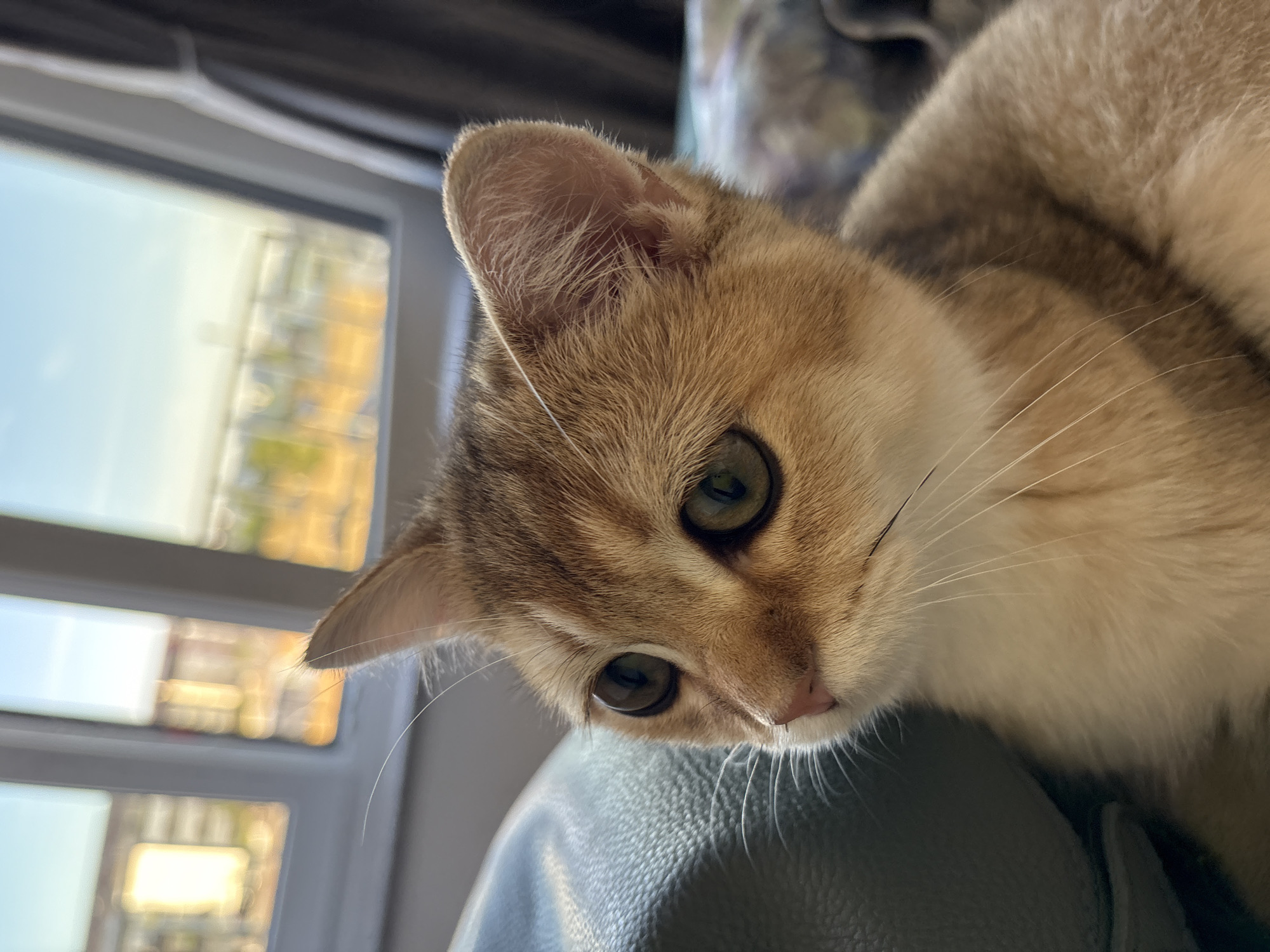 A ginger and white short-haired cat is resting on what appears to be a dark blue leather surface, possibly a sofa. The cat's face is turned to the left, with large, round green eyes looking slightly downwards. Its ears are upright and pointed. The background shows a window with a blurred view of buildings and sky, suggestive of an urban environment. The lighting indicates it is daytime, with sunlight streaming through the window. The image appears to have been taken indoors, with the cat as the primary subject. There is no identifiable information regarding the location in Bönnigheim, Germany.