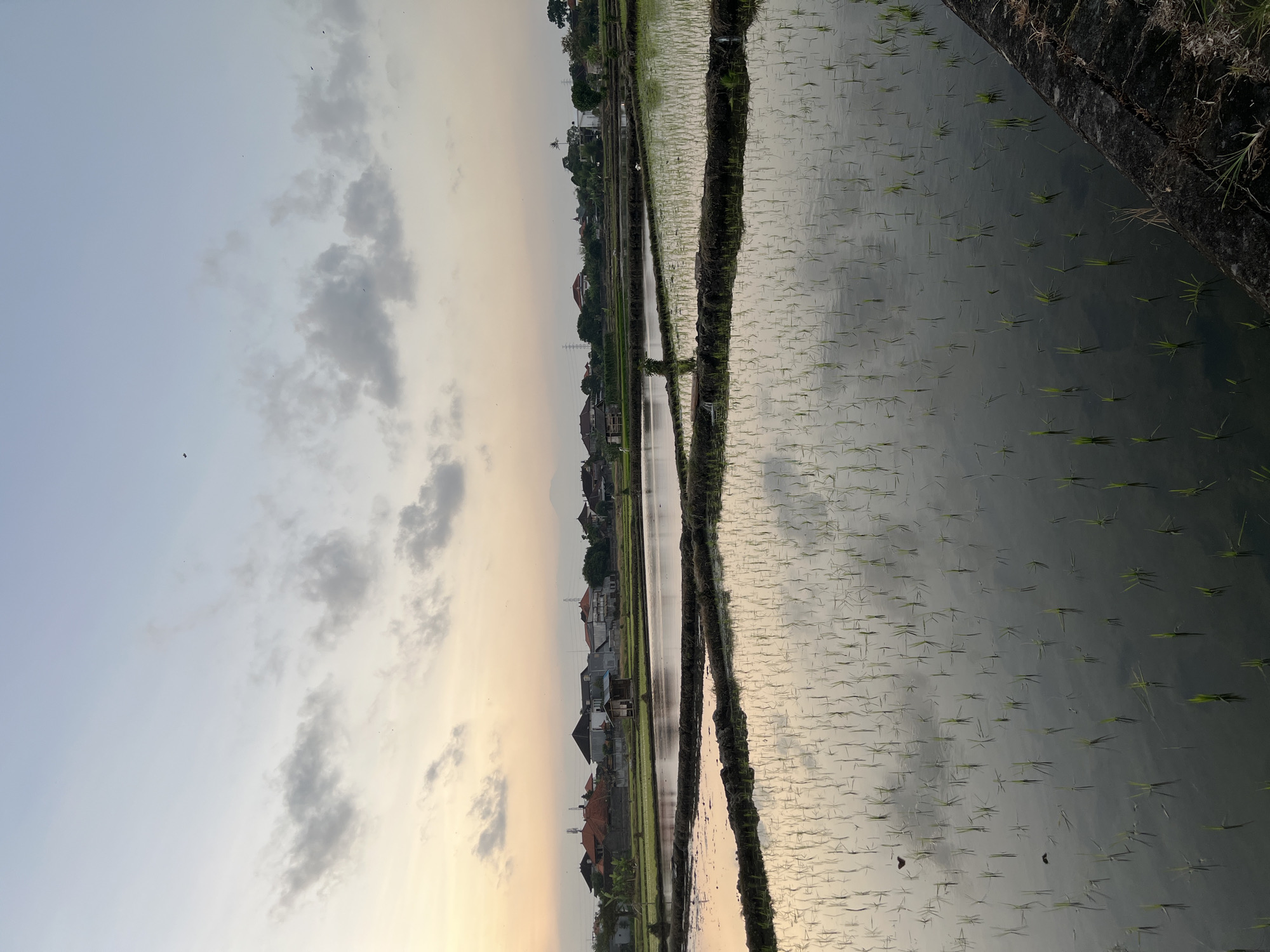 The image depicts a rural landscape in Mengwi, Indonesia, at either sunrise or sunset. The foreground and midground are dominated by extensive, flooded rice paddies, segmented by narrow earthen banks and a visible concrete edge in the lower right. Numerous young, green rice shoots are planted in vertical rows within the water, their individual reflections clearly visible on the still surface. No human figures are present. Several small, dark specks, likely birds or insects, are observable in the sky and reflected on the water, with one distinct dark shape, possibly an insect or small bird, visible just above the water in the lower-left paddy. A small, single-room wooden hut with a dark, sloped roof is situated within one of the central paddy sections. In the background, a cluster of residential buildings, predominantly featuring red-tiled roofs, is visible, interspersed with green trees and multiple utility poles supporting power lines. A faint, hazy outline of a mountain or large hill is discernible on the horizon, slightly right of center. To the far right, a distinct white structure, possibly a temple or shrine, stands amidst the background elements. The sky transitions from a warm, pale orange-yellow near the horizon on the left to a cooler light blue-grey in the upper regions, with scattered, grey stratocumulus clouds present throughout. The entire scene is illuminated by soft, diffused natural light.