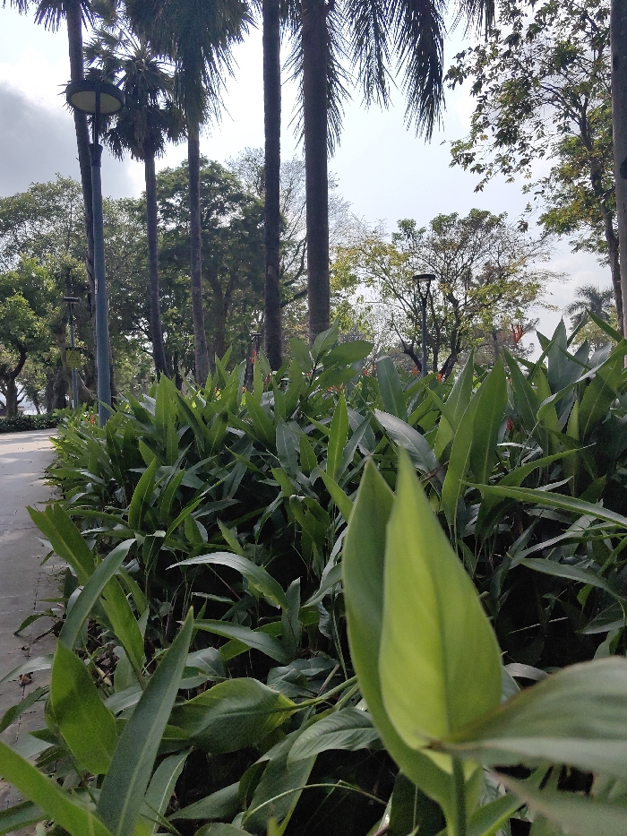 The image depicts an outdoor park or garden scene in Thuận Hóa Ward, Vietnam, under natural daylight. The foreground is dominated by a dense, manicured bed of large-leaved green plants, possibly from the *Heliconia* genus, with several red-orange flower spikes visible among the foliage. A light green, unfurling leaf is in sharp focus in the extreme right foreground. To the left, a light grey paved pathway runs diagonally upwards. The midground features several tall, slender palm trees with dark trunks and visible fronds, creating a vertical element. A black circular park lamp fixture is mounted on a pole positioned between palm trees on the left side. The background consists of a mix of deciduous and evergreen trees, with a partially cloudy, bright sky overhead. No individuals or animals are present in the scene.