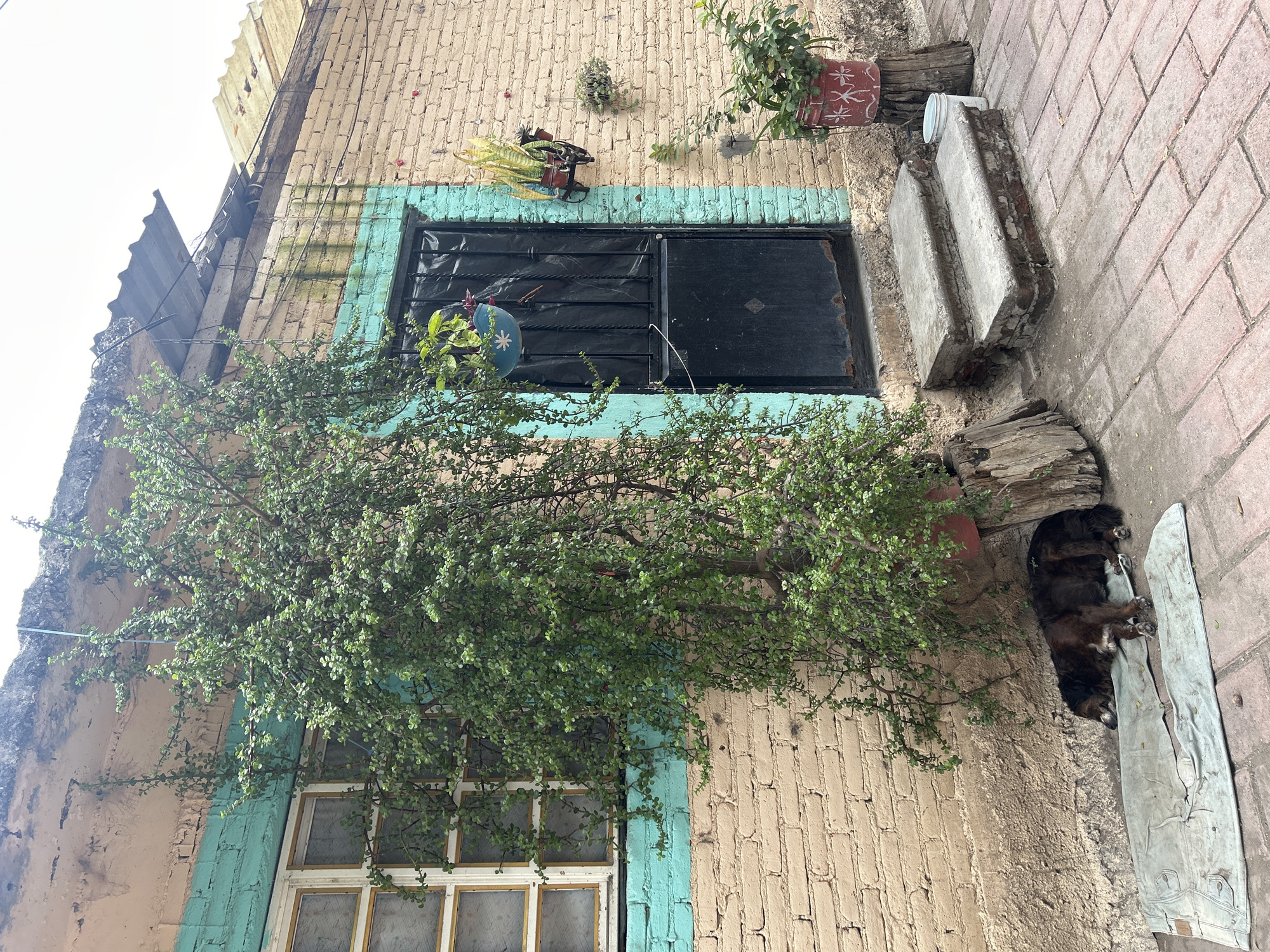 The image depicts a narrow street in Atlixco, Mexico, with a brick building and a paved walkway. A dark-colored dog sleeps on a light-colored mat against the building, near a large, leafy green tree. The building has a black metal door with a turquoise trim and a window with a white frame and yellowed panes. Potted plants are visible near the door and on the wall. Steps lead up to the door. The ground is paved with reddish-brown bricks. The sky is overcast.