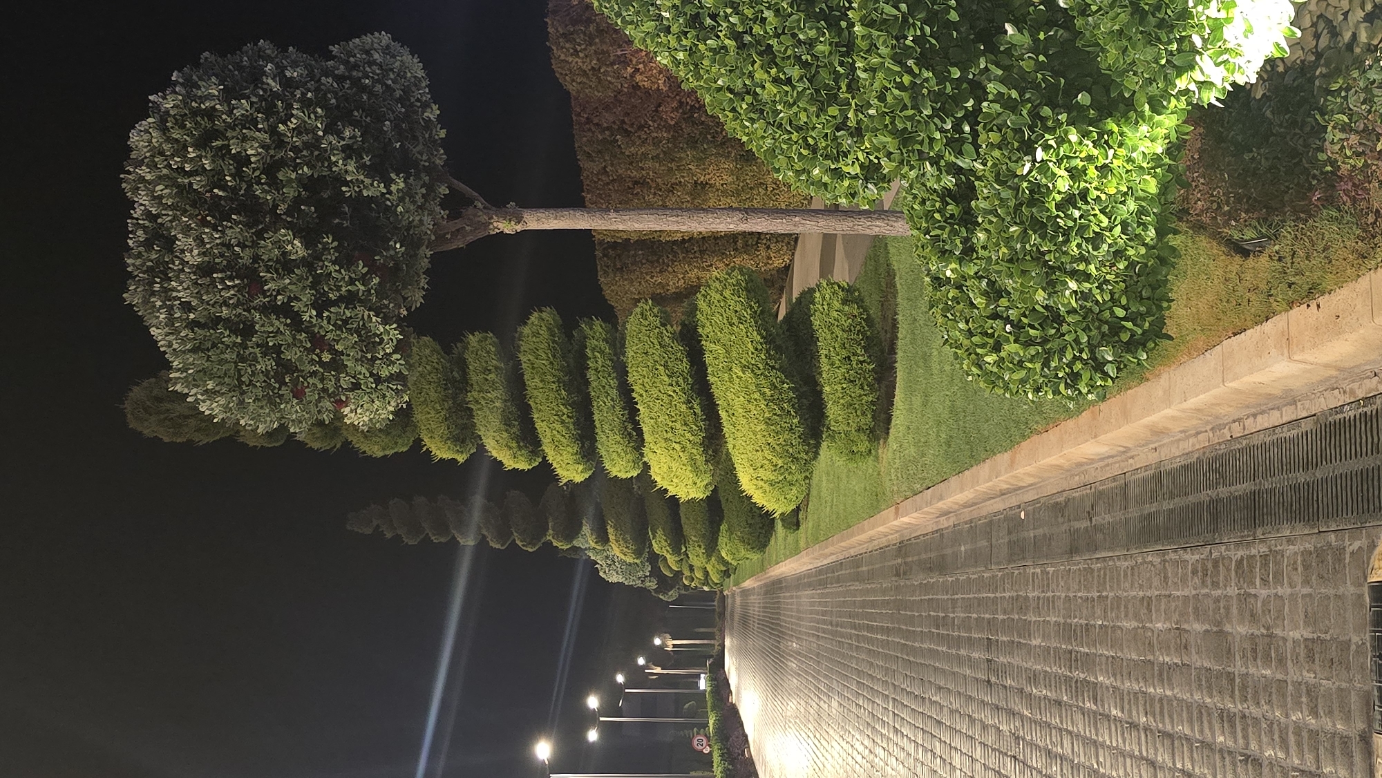 The image depicts a pathway lined with meticulously sculpted green bushes and trees at night. The pathway is paved with rectangular bricks and has a drainage grate running alongside it. The sculpted plants are arranged in a spiral pattern, creating a visually striking effect. A tall tree with a dense canopy stands to the right of the spiral bushes. In the background, streetlights illuminate the scene, casting a warm glow on the foliage. The environment appears to be an outdoor public space, possibly a park or a landscaped area within a city. No people are visible in the image.
