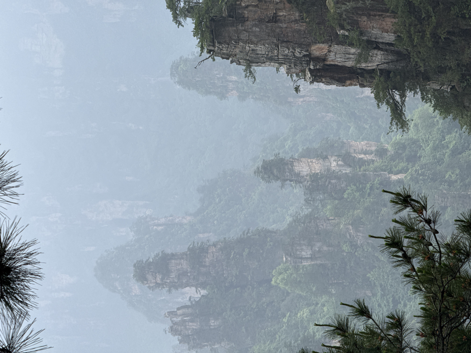 The image depicts a landscape of towering rock formations shrouded in mist. The location is likely Wulingyuan, China, known for its unique sandstone pillars. The formations are covered in vegetation and appear to rise from a mountainous, forested base, which is also partially obscured by the fog. In the foreground, pine branches frame the scene on both sides.