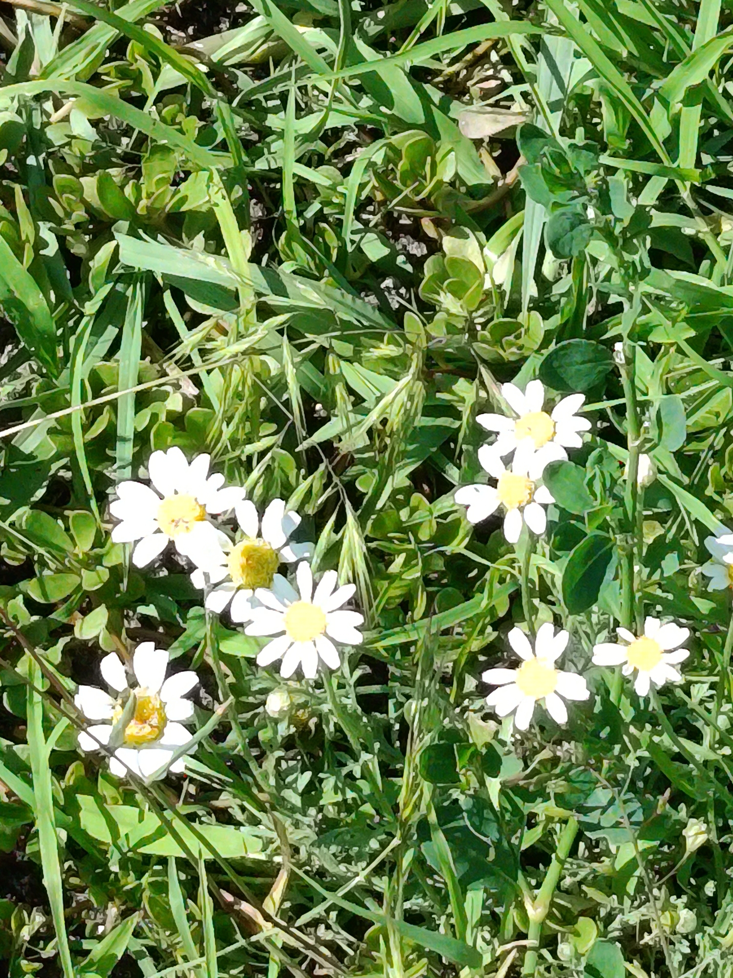 The image is a close-up, overhead view of a patch of green vegetation, featuring several white daisies with yellow centers. The daisies are scattered among tall, green grass and smaller, leafy plants. Some of the grass blades are sharp and pointed, while others are softer and feathery. The lighting suggests it is daytime, with sunlight casting shadows on the foliage. The overall scene is natural and outdoors, likely a meadow or a garden. There is no discernible text, people, or specific event captured in the image. The focus is solely on the natural elements of the flora.