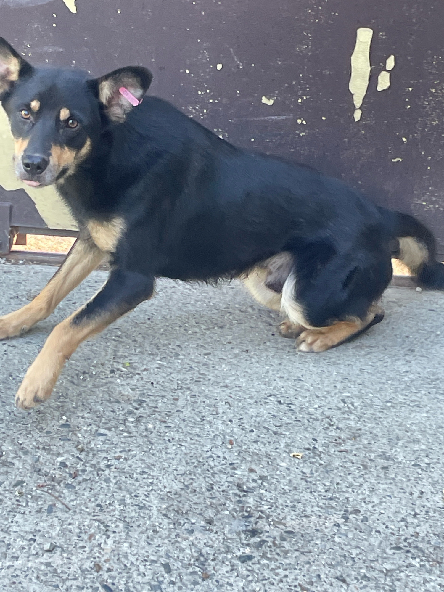 A black and tan medium-sized dog with tan markings on its face, chest, and legs is crouched on a grey concrete surface in front of a dark, weathered metal gate. The dog has large, erect ears, one of which has a small pink tag attached. Its tongue is slightly visible, protruding from its mouth. The background consists of the gate and a hint of what appears to be a fence or opening behind it. The overall setting is outdoors, with the concrete surface showing texture and small pebbles. No people are present in the image. The location is identified as Baranovka, Russia.