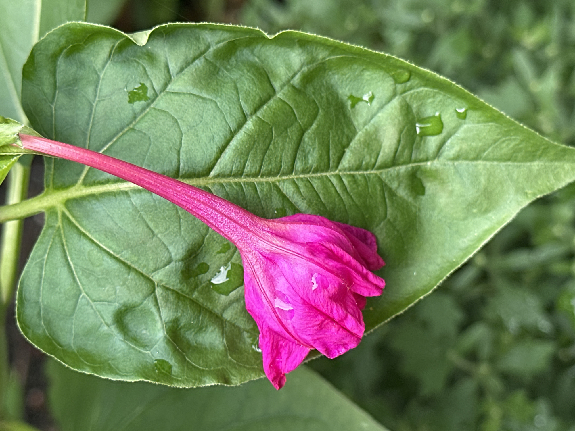 A close-up, vertical shot captures a bright pink flower bud, its petals tightly furled, resting on a large, vibrant green leaf. The leaf is slightly glossy and displays prominent veins. Several small water droplets are visible on the leaf's surface, suggesting recent rain or dew. The background is softly blurred, showing more green foliage. The image appears to be a natural setting, possibly a garden or park, with no indication of urban elements specific to Yessentuki, Russia.