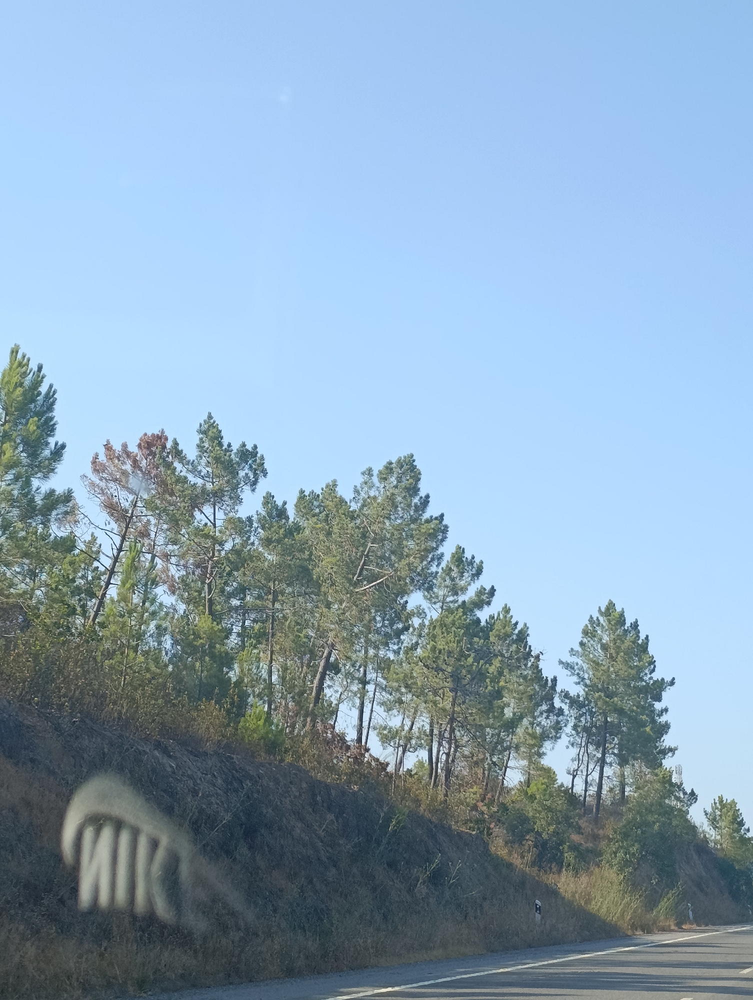 The image depicts a rural roadside scene in Grândola, Portugal, on a clear, bright day. A paved road with a white line marking the edge is visible in the foreground, extending into the distance. The road curves gently to the right. To the left of the road, a steep embankment covered in dry grass and some sparse vegetation rises upwards, densely populated with pine trees. The pine trees are varied in size and density, with some showing signs of dryness or damage, including a tree with reddish-brown foliage. A faint, possibly water-damaged or smudged, white symbol or lettering that resembles "NIK" is visible on the embankment. The sky is a clear, pale blue, with no clouds. The overall impression is of a natural landscape bordering a road, likely in a forested or semi-forested area.