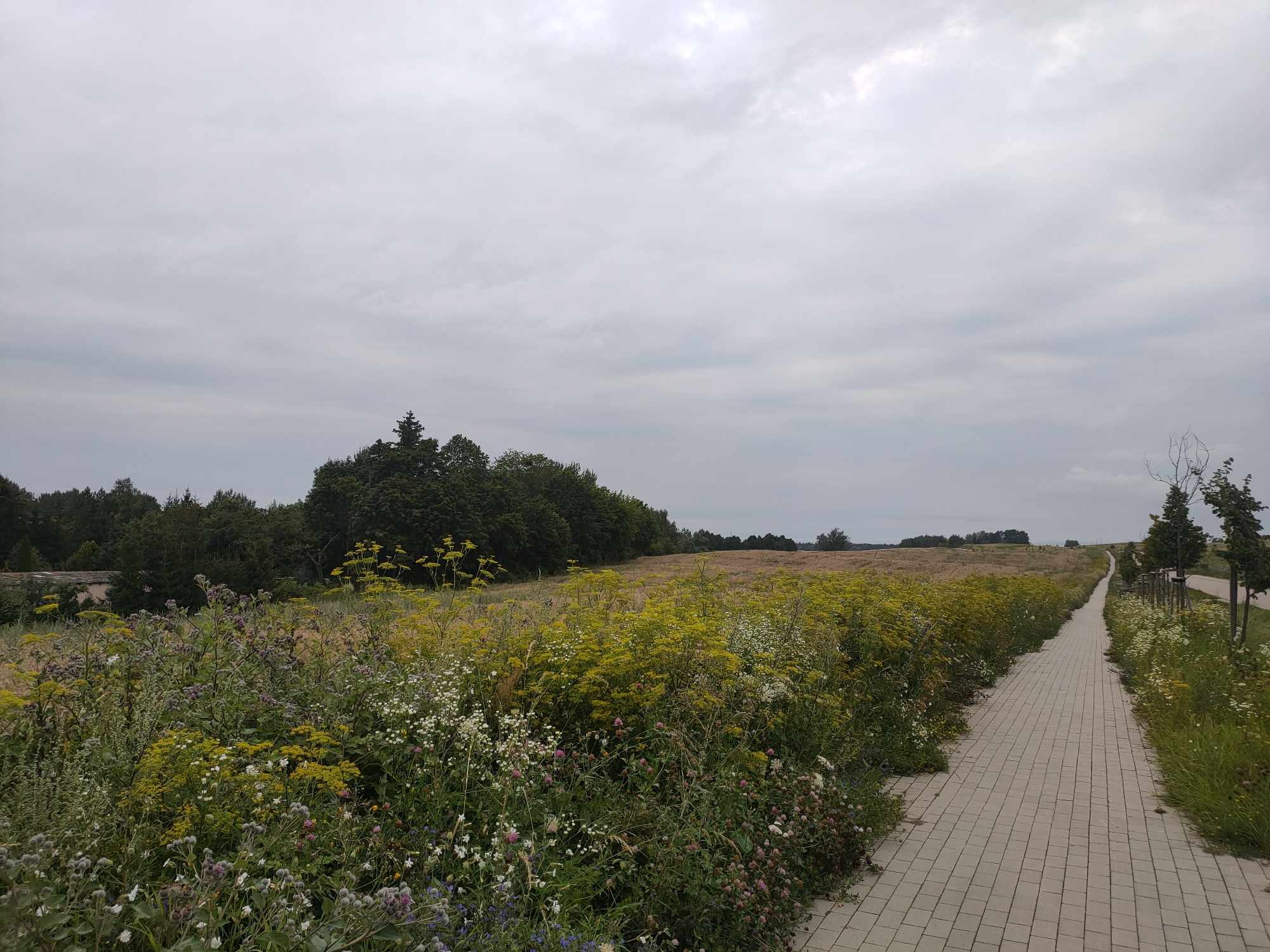 The image depicts a paved walkway bordered by a field of wildflowers and greenery, leading towards a treeline in the distance. The sky is overcast with grey clouds. On the left side of the walkway, a dense patch of various wildflowers in shades of white, yellow, and purple is visible, transitioning into a field of tall grass and scattered yellow flowers. On the right, the walkway is lined with grass and a few young trees with sparse foliage. The walkway itself is constructed of light-colored rectangular pavers. In the background, a forest separates the field from a slightly elevated, open area that appears to be a field of dry grass or crops. The overall scene suggests an outdoor, natural setting within or on the outskirts of Prawdowo, Poland.