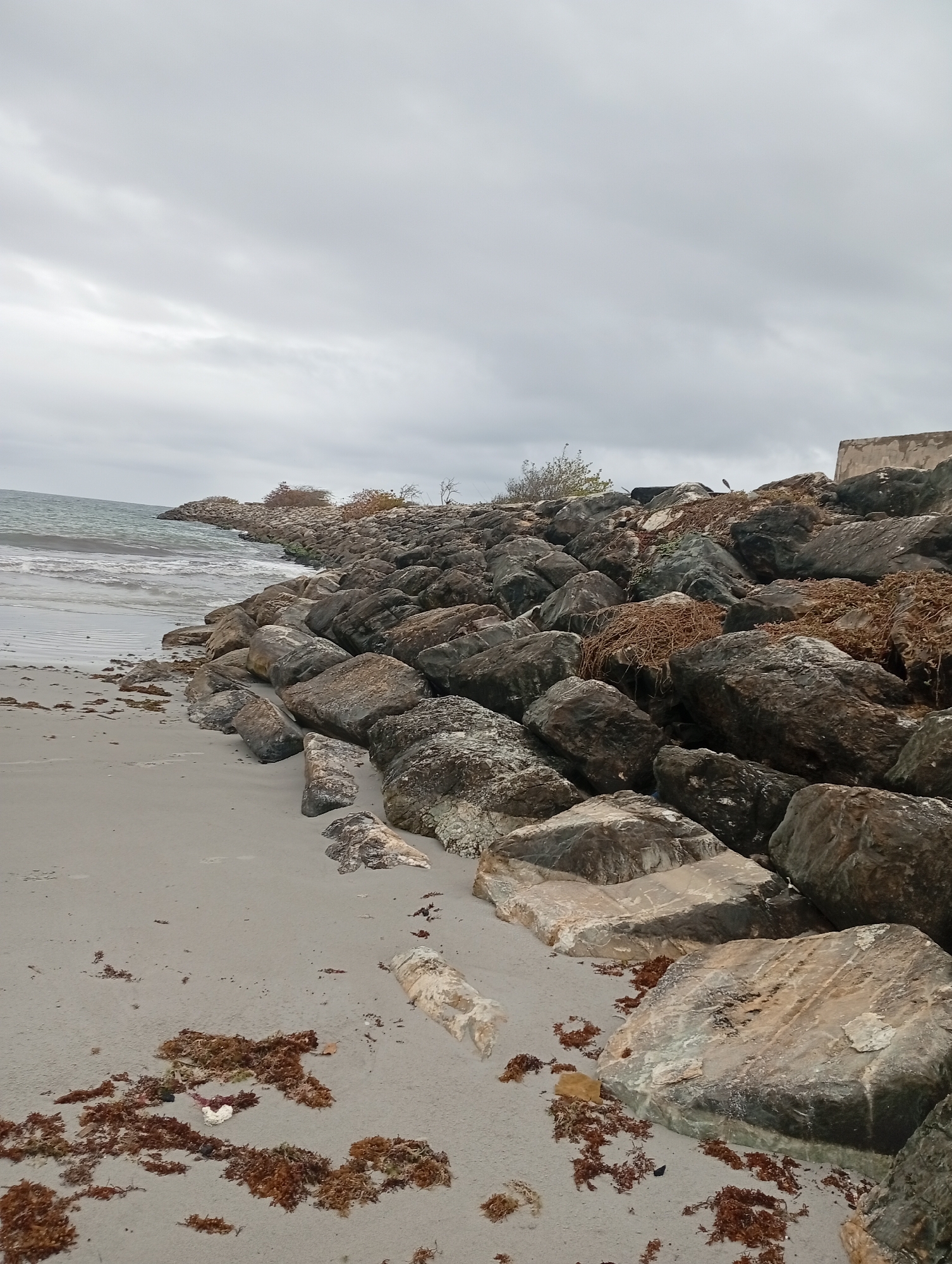 A low-angle, medium shot captures a rocky shoreline under an overcast sky. The foreground is dominated by a sandy beach littered with dark brown seaweed. Large, rough-hewn rocks form a barrier along the edge of the water, extending into the distance. The sea is a muted grey-blue with small waves lapping at the shore. The sky is a uniform grey, indicating a cloudy or stormy day. A single tree with sparse foliage is visible on the rocks in the middle ground. The scene is devoid of any human presence or activity.