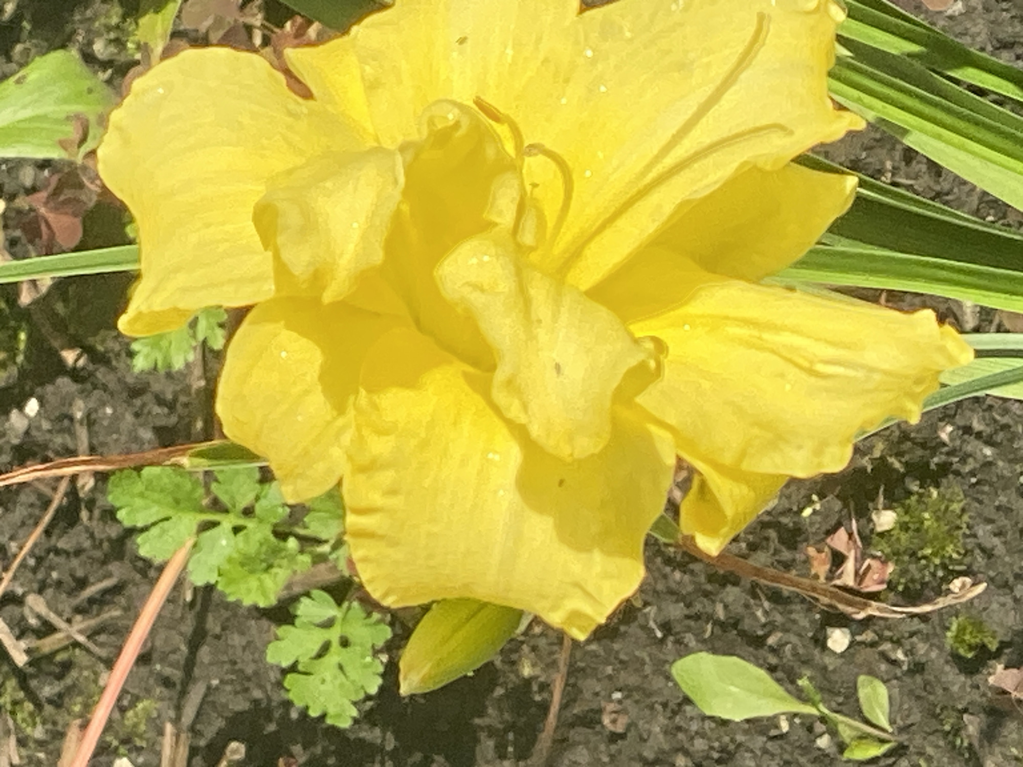 A close-up, eye-level, outdoor shot focuses on the vibrant yellow petals of a double-bloomed daylily. The flower, centered in the frame, displays ruffled edges and appears to have water droplets on its surface. A green bud is visible to the left of the main bloom, and a few thin, green leaves emerge from the bottom right. The background consists of dark soil, scattered dried leaves, and a few small green plants and moss. The image does not contain any information that can be used to determine its location in Novokuznetsk, Russia, nor does it depict any people, actions, or interactions.