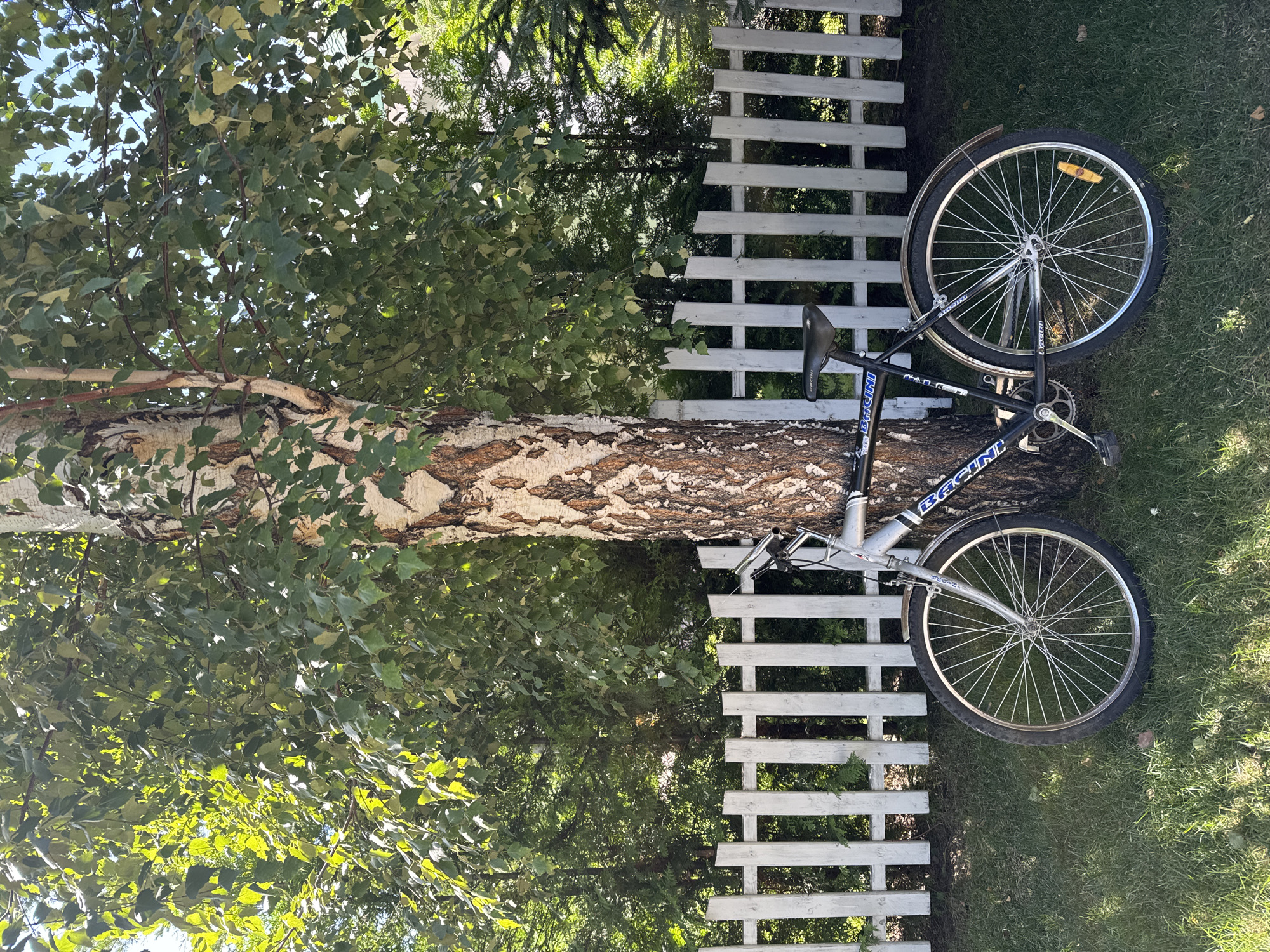 A black and silver bicycle is parked next to a birch tree in a grassy yard. A white picket fence runs behind the tree and bicycle, separating the yard from a wooded area with evergreen trees. The scene appears to be in Sary-Oy, Kyrgyzstan, a resort town located on the northern shore of Lake Issyk-Kul. The image is a still photograph, with no people or animals present. The time of day is likely afternoon, given the sunlight and shadows.