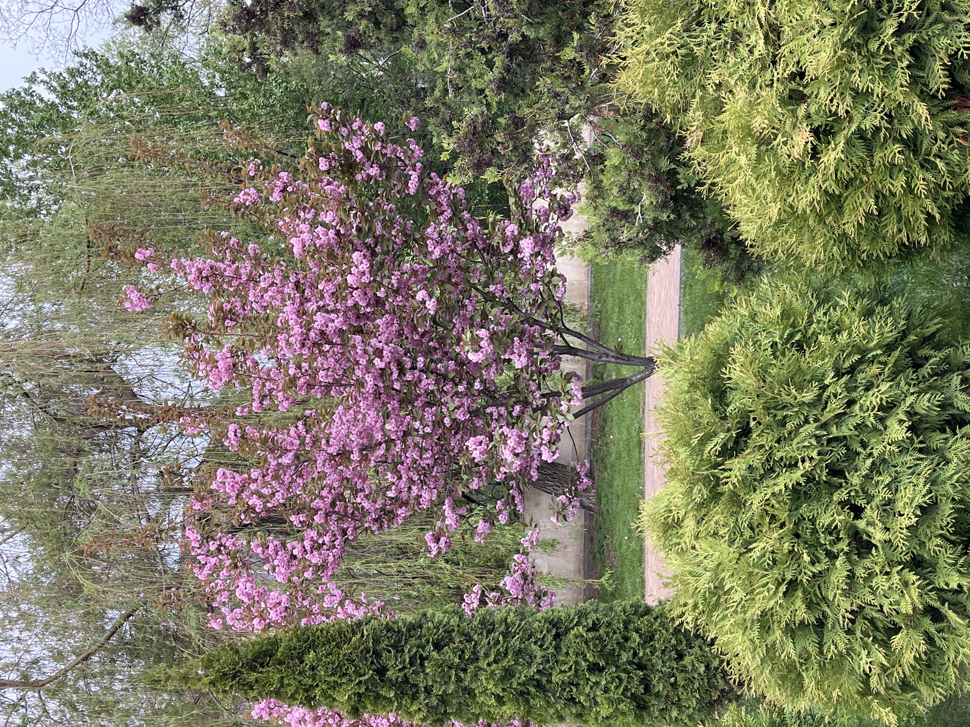 The image shows a blooming tree with pink flowers in a park or garden setting. The tree is positioned near a paved pathway with grass on either side. To the right of the path are two rounded evergreen bushes. In the background are various other trees and bushes, including a weeping willow.
While it is possible this image was taken in Kislovodsk, Russia, based on the information provided in the image, it is not possible to confirm this location. The absence of specific landmarks or identifiable geographical features makes it impossible to confirm the location with certainty.