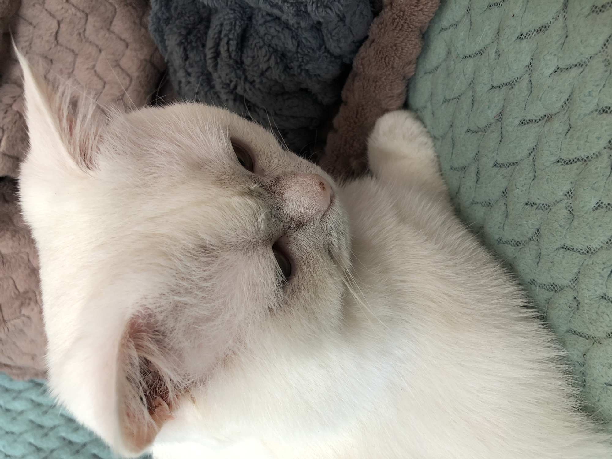 The image shows a close-up, overhead view of a white cat sleeping. The cat is lying on its side, with its head resting on its paws. Its eyes are closed, and its body is relaxed. The cat's fur is long and white, and it has a pink nose and ears. The cat is lying on a soft, quilted surface that is light green in color. Behind the cat, there are several blankets or pillows in shades of gray, brown, and dark blue. The lighting is soft and diffused, suggesting it may be daytime indoors, as there are no harsh shadows. The overall mood of the image is peaceful and serene, capturing a moment of quiet rest for the animal. There is no visible text in the image.