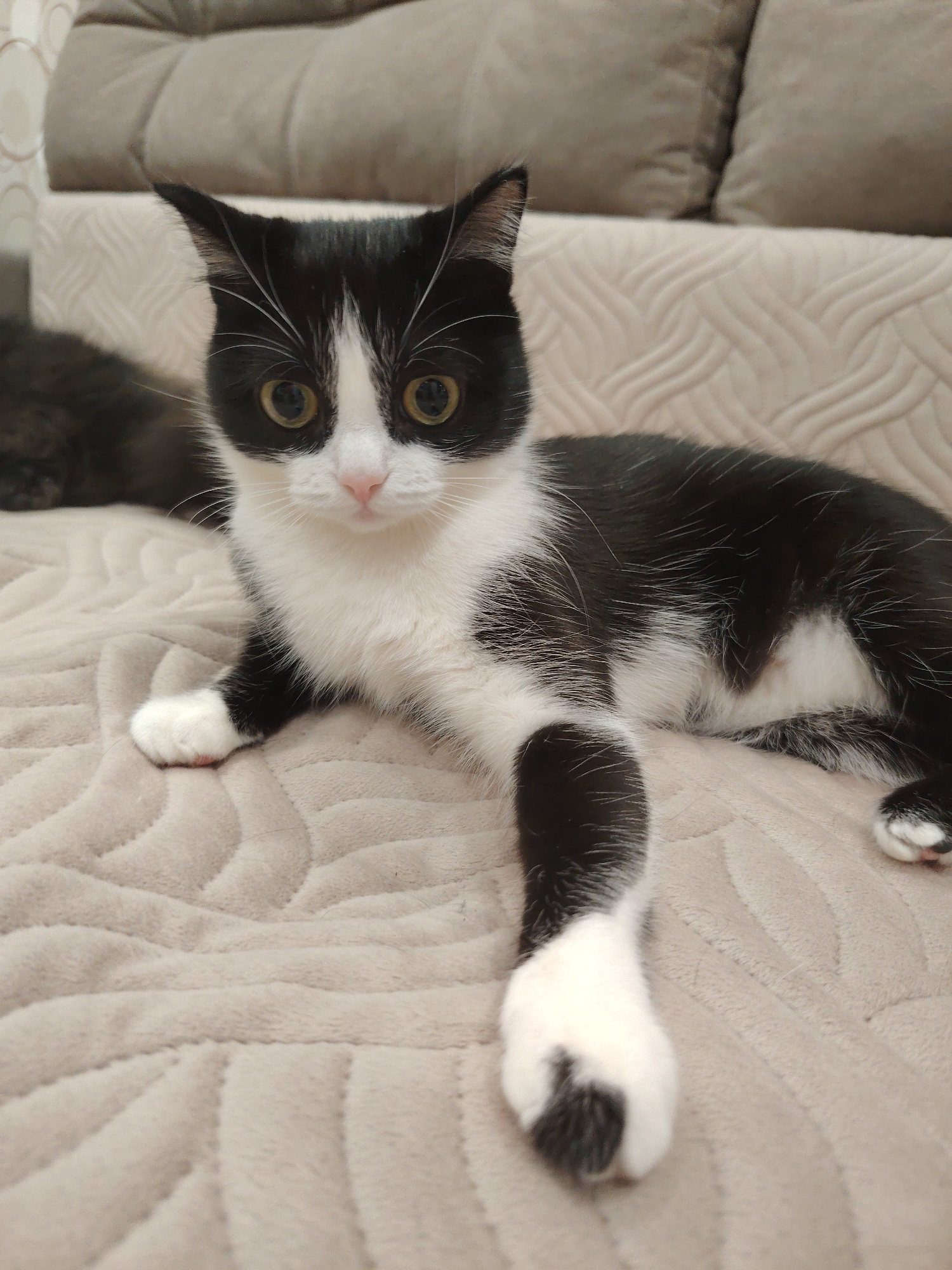 A domestic feline, exhibiting a black and white tuxedo pattern, is resting in a prone position on a light beige quilted throw blanket within an indoor residential setting in the city of Unknown, Unknown. The cat's large, round eyes, which are amber with prominent dark pupils, are directed straight towards the viewer. Its muzzle, chest, and front paws are white, contrasting with its black fur elsewhere, including its upright, pointed ears. The front right paw is extended forward with a white paw and black markings. In the immediate background, a light grey upholstered sofa with two large cushions is visible. A dark, indistinct furry shape, possibly another animal, is partially visible in the upper left quadrant. The blanket displays a repeating textured pattern of curved lines. A light-colored wall with a subtle circular pattern is partially visible on the far left.