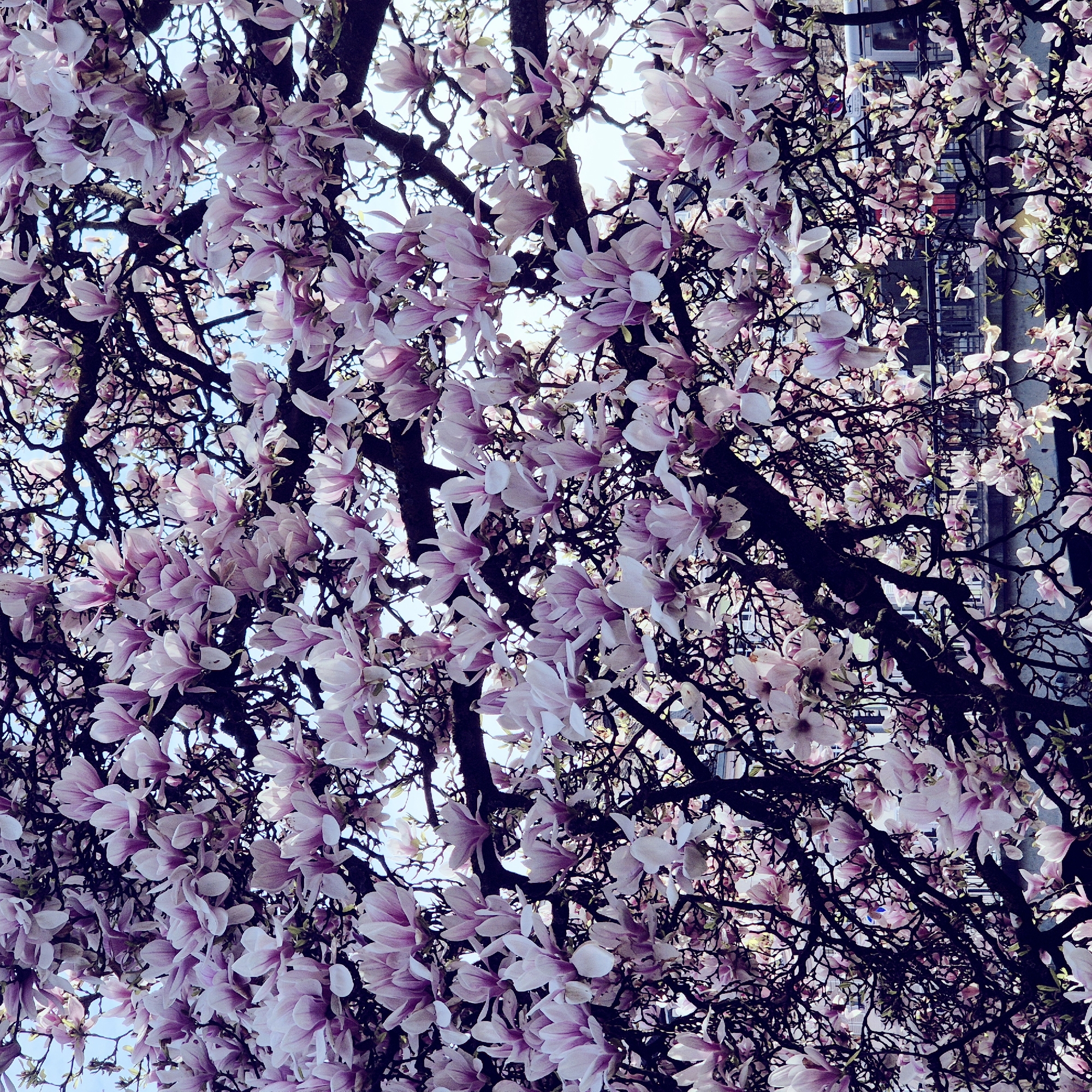 The image displays a dense canopy of a flowering magnolia tree, characterized by numerous large, pale pink to purplish-pink blossoms with lighter, almost white petal interiors. The dark, intricate branches of the tree are interspersed among the vibrant flowers, with some nascent green foliage visible. Patches of bright blue sky are discernible through gaps in the blossoms.
In the background, visible through the foreground foliage, are elements of an urban environment. A dark metal railing, likely part of a bridge or quay, extends horizontally across the lower-mid section. Below this railing, a dark, indistinct area suggests a body of water, indicative of a canal or river. Above the railing, a modern, light-colored tram with multiple windows and faint human occupants is visible, traversing horizontally. Distant, light-toned buildings are partially obscured by the tree's branches and the tram.
The scene is consistent with a springtime urban landscape in Strasbourg, France, specifically depicting a canal-side area, possibly near the Ill River or one of its tributary canals, such as along the Quai des Bateliers, given the presence of a tram line, bridges, and flowering trees typical of the city.