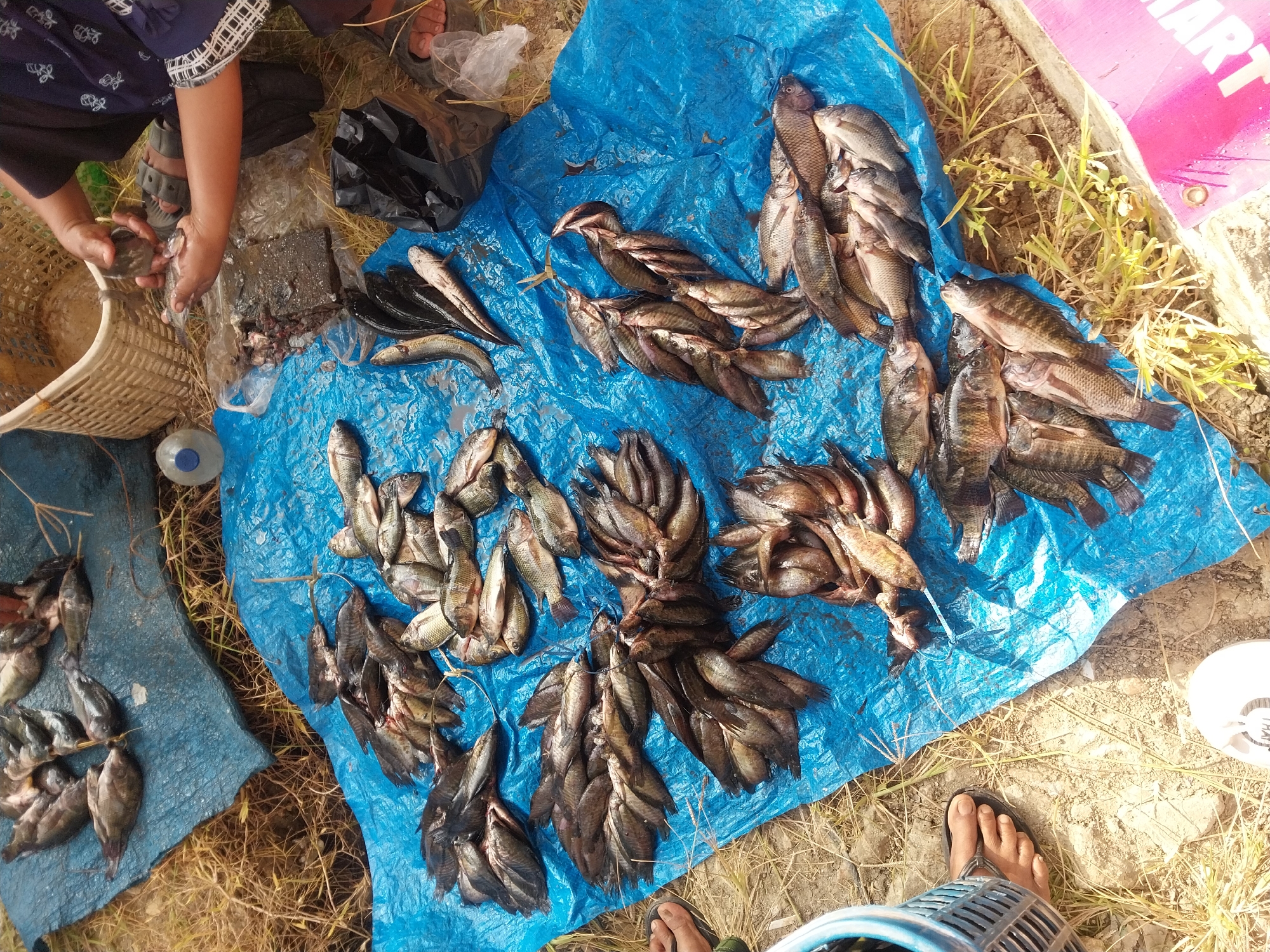 In Turumame, Indonesia, a scene unfolds on a blue tarp spread across dry grass. The tarp is laden with a large quantity of freshly caught fish, arranged in various piles and groups. Some fish appear whole, while others have been partially processed, with visible entrails on a dark rectangular block. A woven basket, likely used for collecting the fish, sits in the background. A person, with their hands engaged in handling a small fish, is partially visible, wearing a dark top with a patterned design and sandals. Their feet are also visible, one resting on the ground. A plastic bottle with a blue cap is present, as is a black plastic bag. The environment suggests an outdoor setting, possibly near a body of water given the presence of fish. The ground beneath the tarp is a mix of dry grass and soil. A pink item with the word "ART" is visible in the bottom right corner.