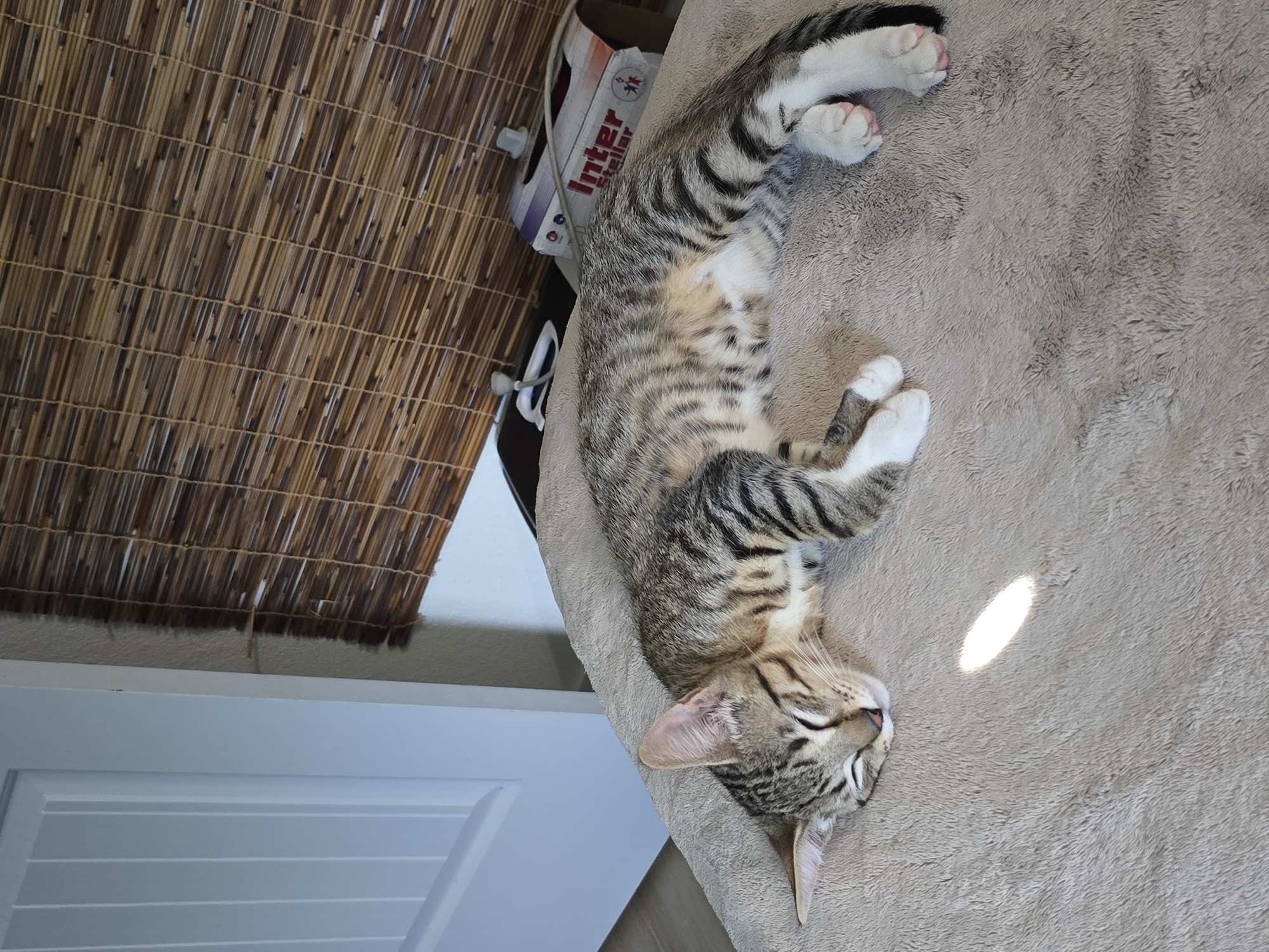 A tabby kitten is sleeping on a tan, fuzzy blanket. The kitten is lying on its side with its eyes closed and its paws tucked in. There is a sunbeam falling on the blanket near the kitten's head. In the background, there is a closed white door, a bamboo blind, and a box with the word "Inter Stellar" printed on it. The scene appears to be indoors.
