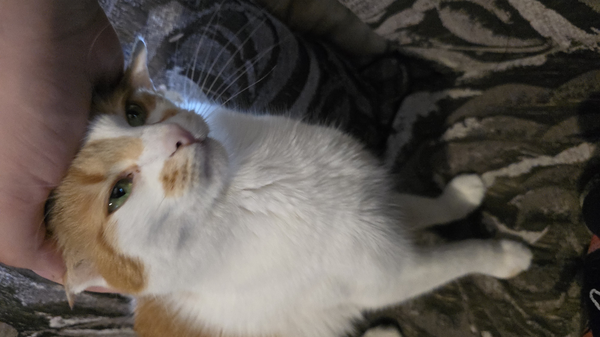 A calico cat with orange and white fur and green eyes is being petted on the head by a person's hand. The cat is sitting on a surface with a dark, striped pattern. The cat is looking slightly to the left of the camera.