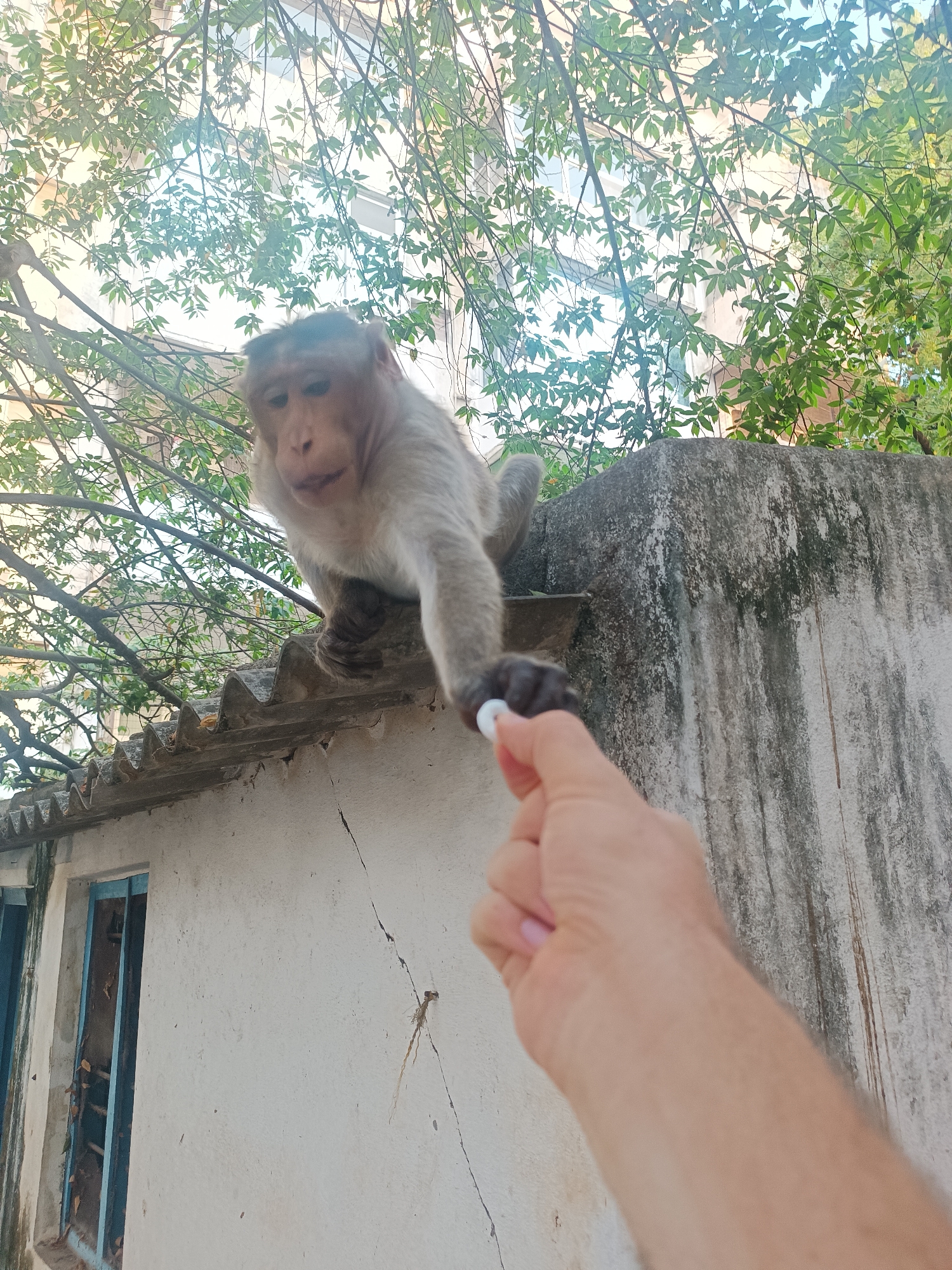 A medium shot depicts a monkey on a weathered concrete structure, extending its hand to receive a white object from a human hand. The monkey is light brown with darker facial features and has a curious expression. The hand holding the object is pale. The background includes a building with trees obscuring much of the view, suggesting an urban environment. The location is Puttaparthi, India, as inferred from the context.