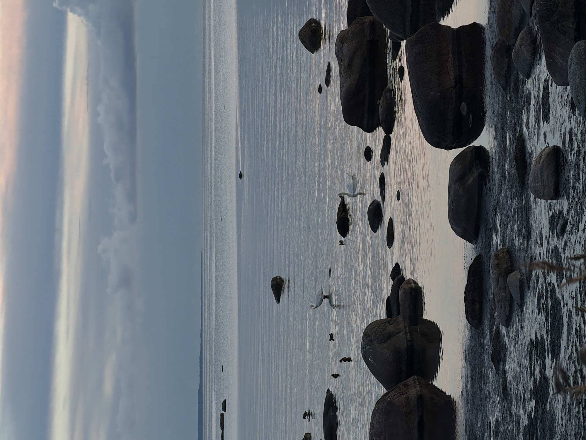 This image depicts a serene seascape at dusk in Haabneeme alevik, Estonia. The foreground is dominated by a rocky shore with wet, dark sand and scattered large, dark boulders. The calm sea extends to the horizon, reflecting the muted colors of the overcast sky, which features layers of grey clouds with hints of pink and pale yellow near the top. Several large, smooth boulders are partially submerged in the water. In the middle ground, a lone white swan stands gracefully in the shallow water, surrounded by smaller, dark waterbirds. Another swan is visible swimming further out in the sea. The overall atmosphere is tranquil and contemplative, capturing a quiet moment by the Baltic Sea.