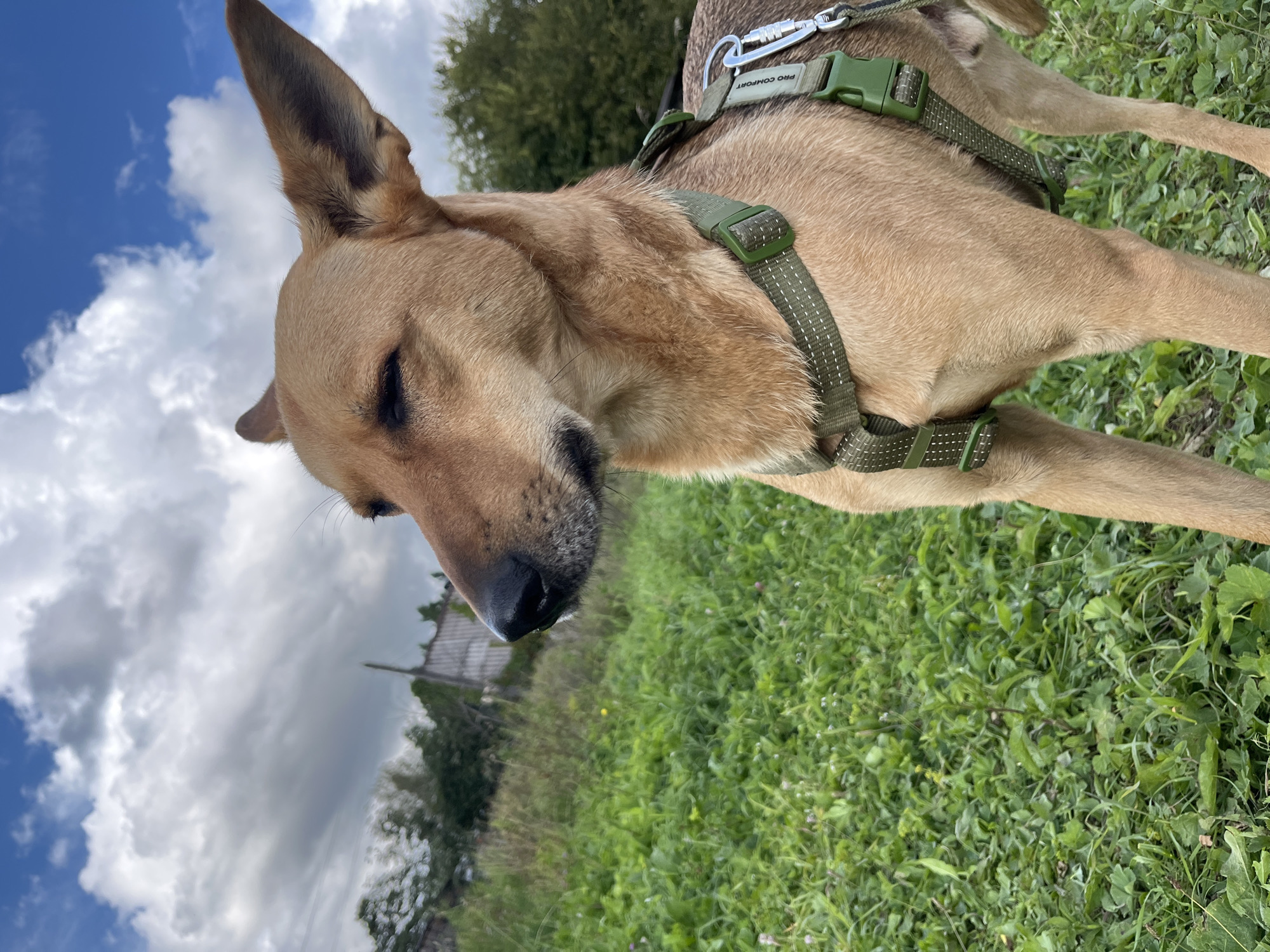 A medium shot shows a tan dog with large ears, wearing a green harness, in a grassy field under a cloudy sky. The dog is facing left with its eyes partially closed. In the background, there is a wooden fence, trees, and a blue sky with white clouds. The scene appears to be outdoors, possibly in a rural area or park. The image does not contain any information to suggest it is located in Nizhny Tagil, Russia.