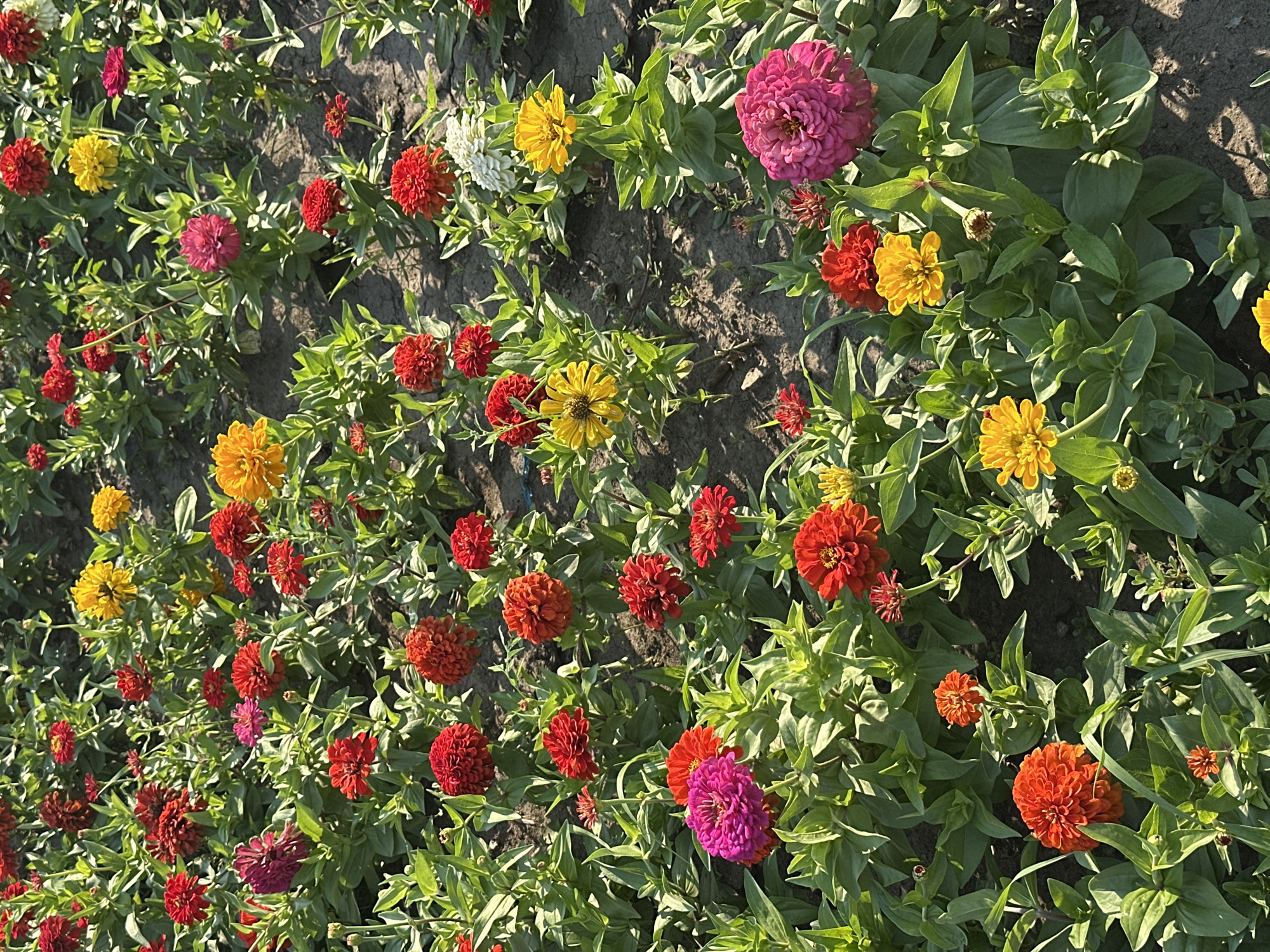 The image shows a dense field of zinnias in various shades of red, pink, yellow, and orange. The flowers are in full bloom, with some buds also visible. The plants are growing in dark soil, and the sunlight casts shadows on the ground. The setting appears to be a garden or park, possibly in Novoaltaysk, Russia, given the context. There are no people or animals visible in the image. The focus is solely on the vibrant floral display.