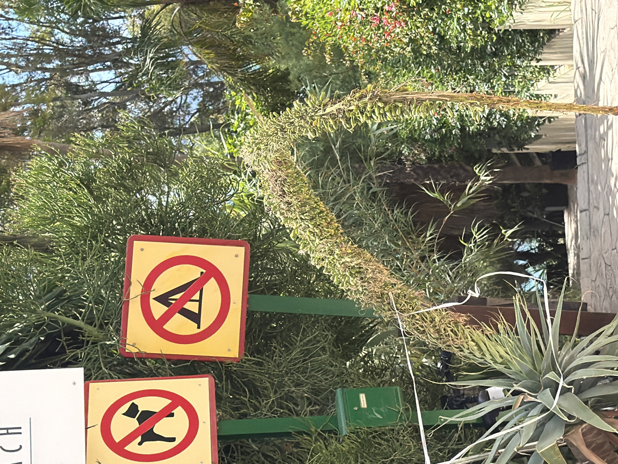 The image is an outdoor scene, likely in a park or garden setting in Benalmádena, Spain. The focus is on a large, flowering agave plant in the foreground. To the left of the plant are two warning signs, one prohibiting tripods, and the other prohibiting dogs. These signs are mounted on green metal posts. The agave plant has a tall flowering stalk with many small, green pods. The background consists of various other plants and trees, including what appears to be a pine tree. In the upper right corner, there's a hint of architecture, possibly a building or wall. The overall impression is of a well-maintained garden area.