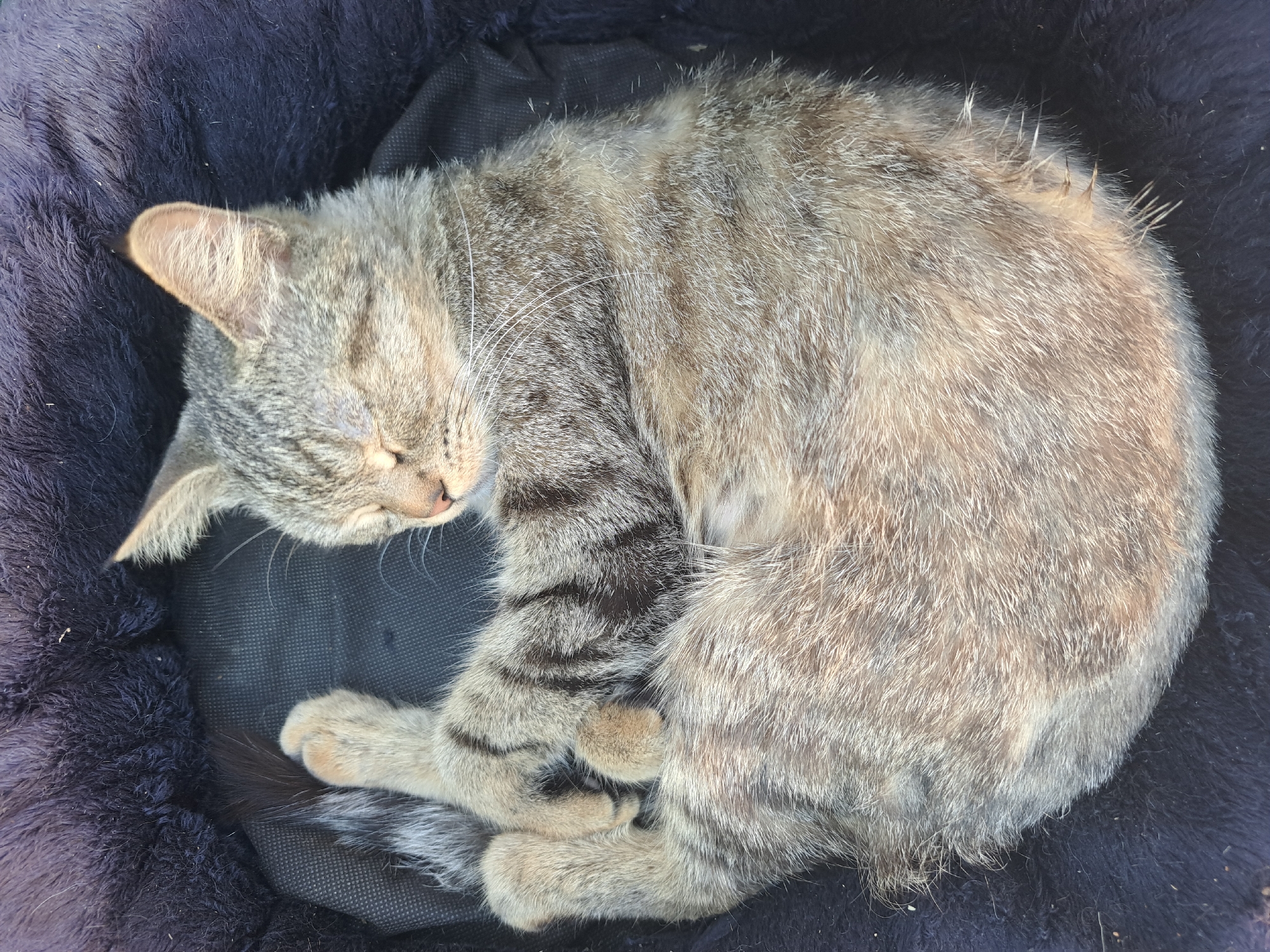 An overhead, close-up shot captures a tabby kitten curled up and sleeping in a dark, fuzzy pet bed. The kitten's eyes are closed, and its body is tucked into a tight ball. Its fur is a mix of grey, brown, and black stripes. One paw is visible, resting near its head. The pet bed is round with a plush, dark purple lining and a black interior. The scene appears to be indoors, possibly in a home. There is no visible information to suggest the location is Vypasne, Ukraine.